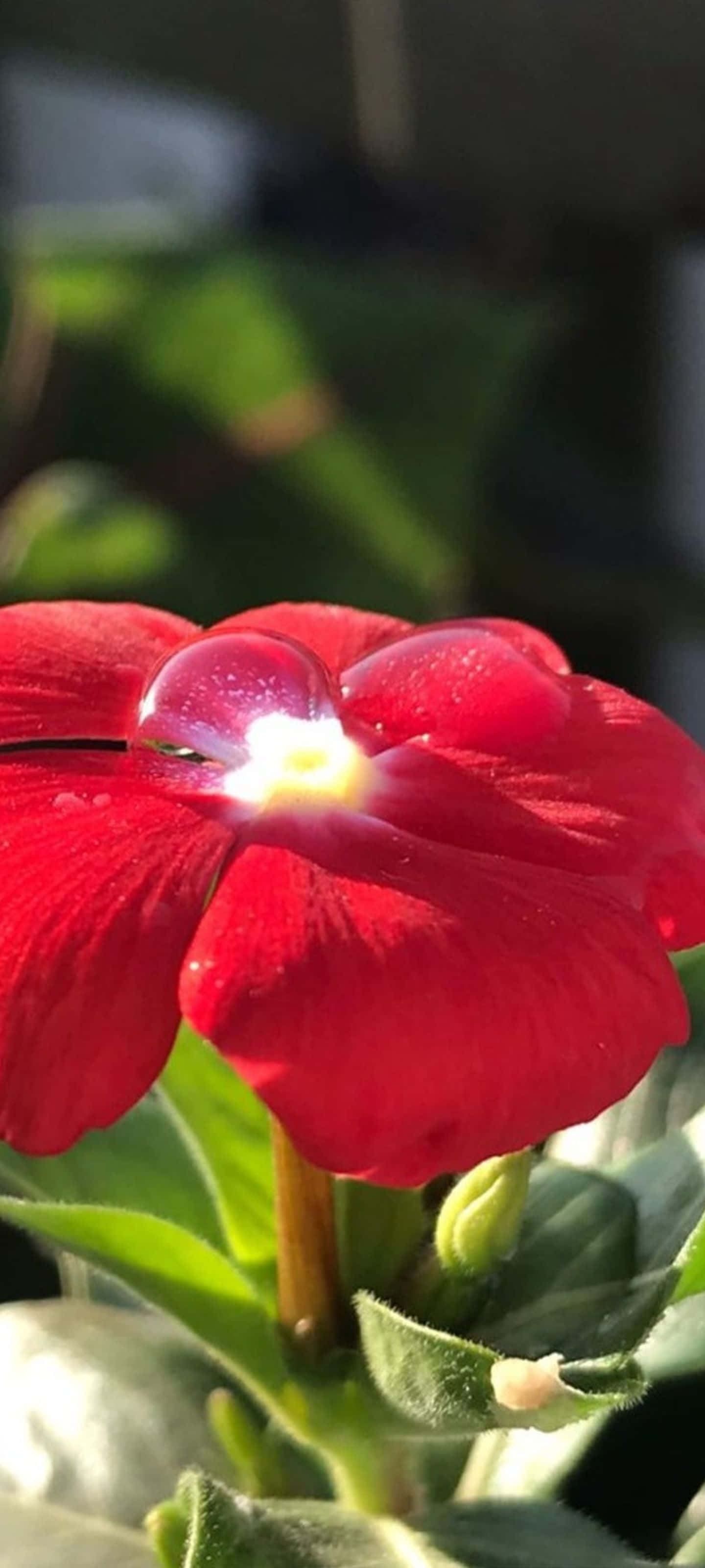 海面上的壯麗日出 壁紙 — 一朵鮮豔的紅花，在明亮的陽光下，花瓣上閃爍著露珠。