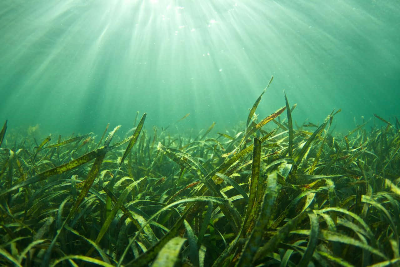 海面下飄動的海藻毯 壁紙 — 陽光穿過碧綠色的海水，照亮下方一片茂密搖曳的綠色海草床。