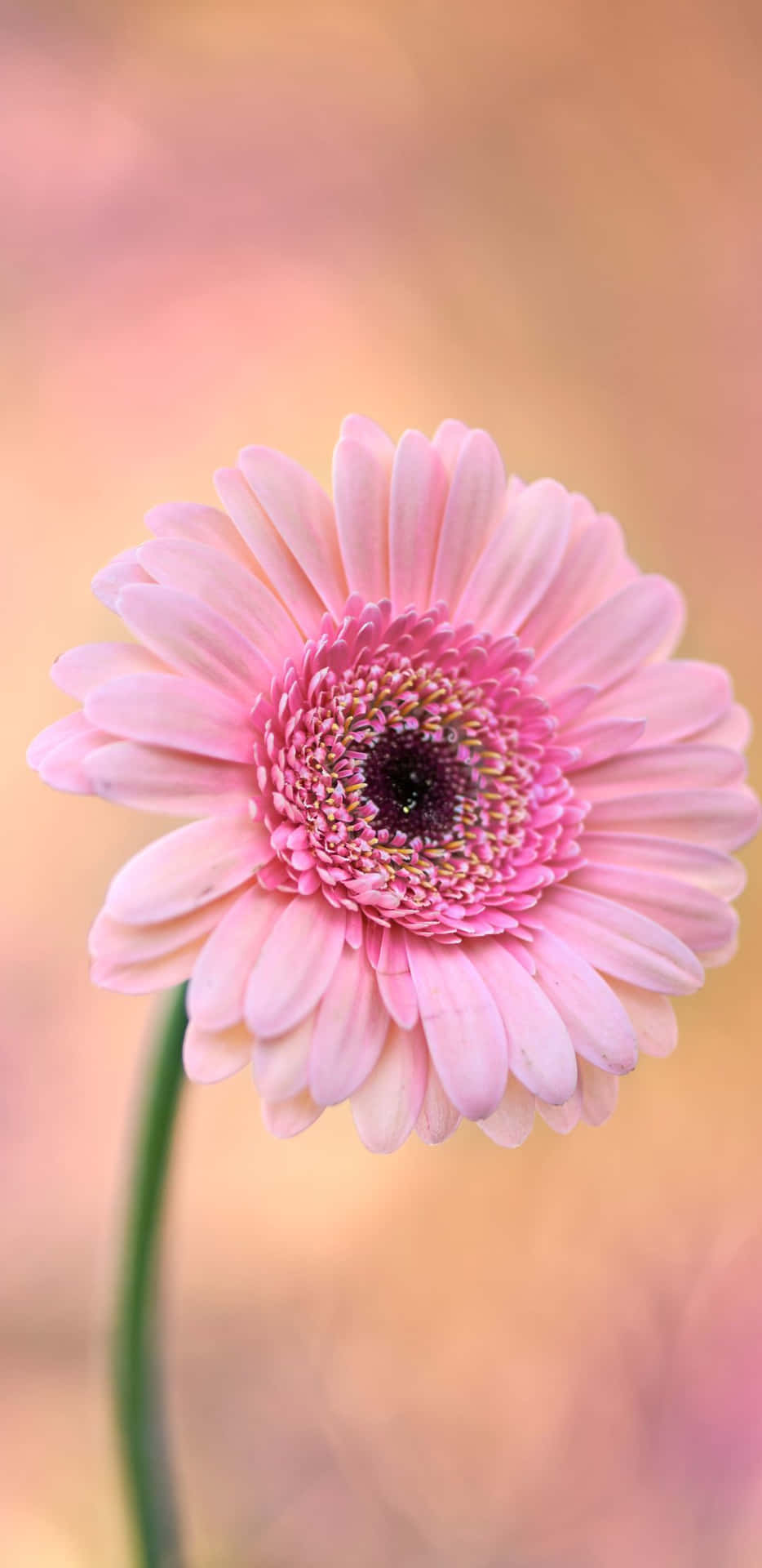 一朵粉紅色非洲菊雛菊，柔焦背景模糊。