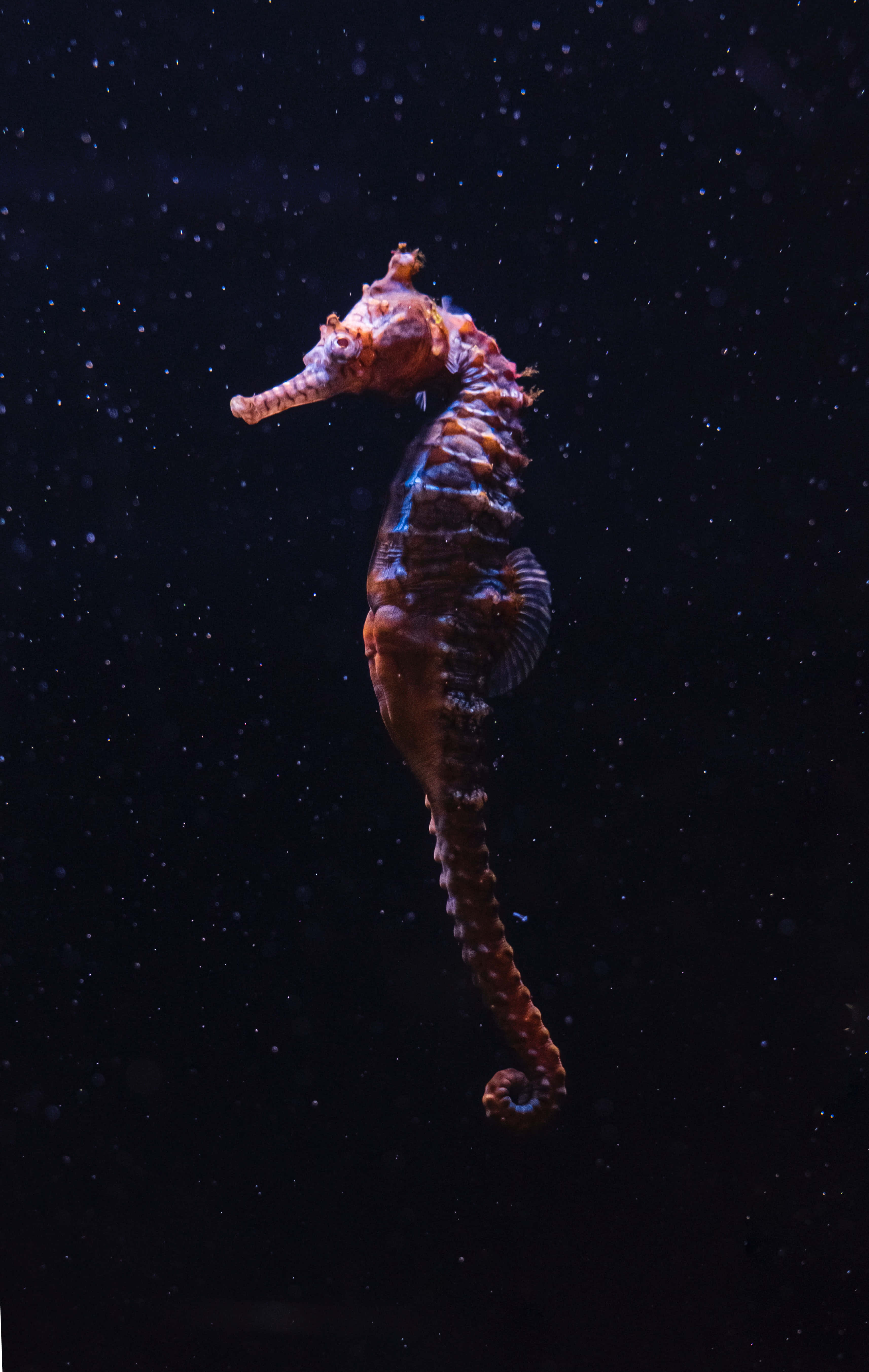 海馬在珊瑚旁悠遊 壁紙 — 一隻細節豐富的海馬在黑暗、斑點點的水下背景下散發著溫暖的橙色和藍色色調。