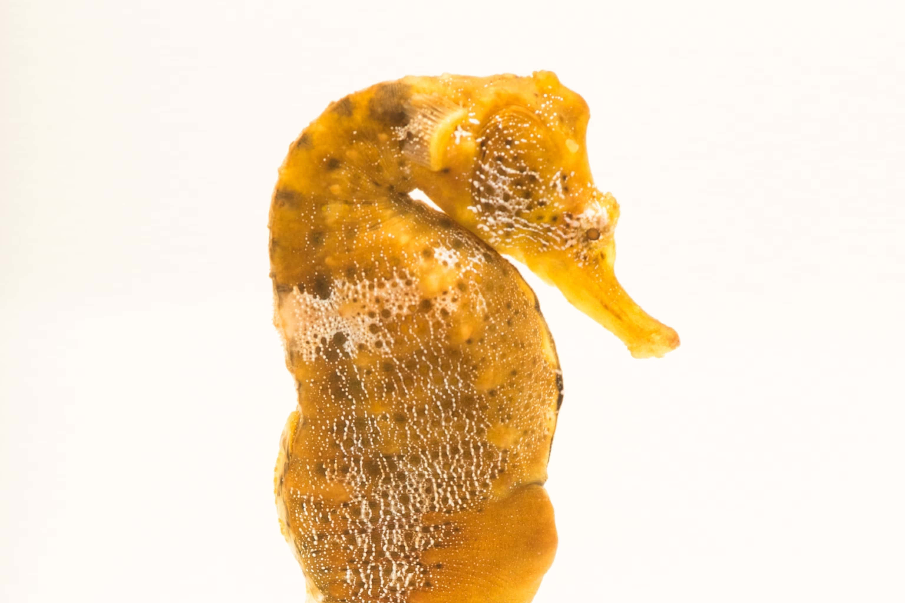 海馬與色彩繽紛的珊瑚礁 壁紙 — 一隻帶有白色斑點的紋理橙色海馬特寫，背景為純白色。