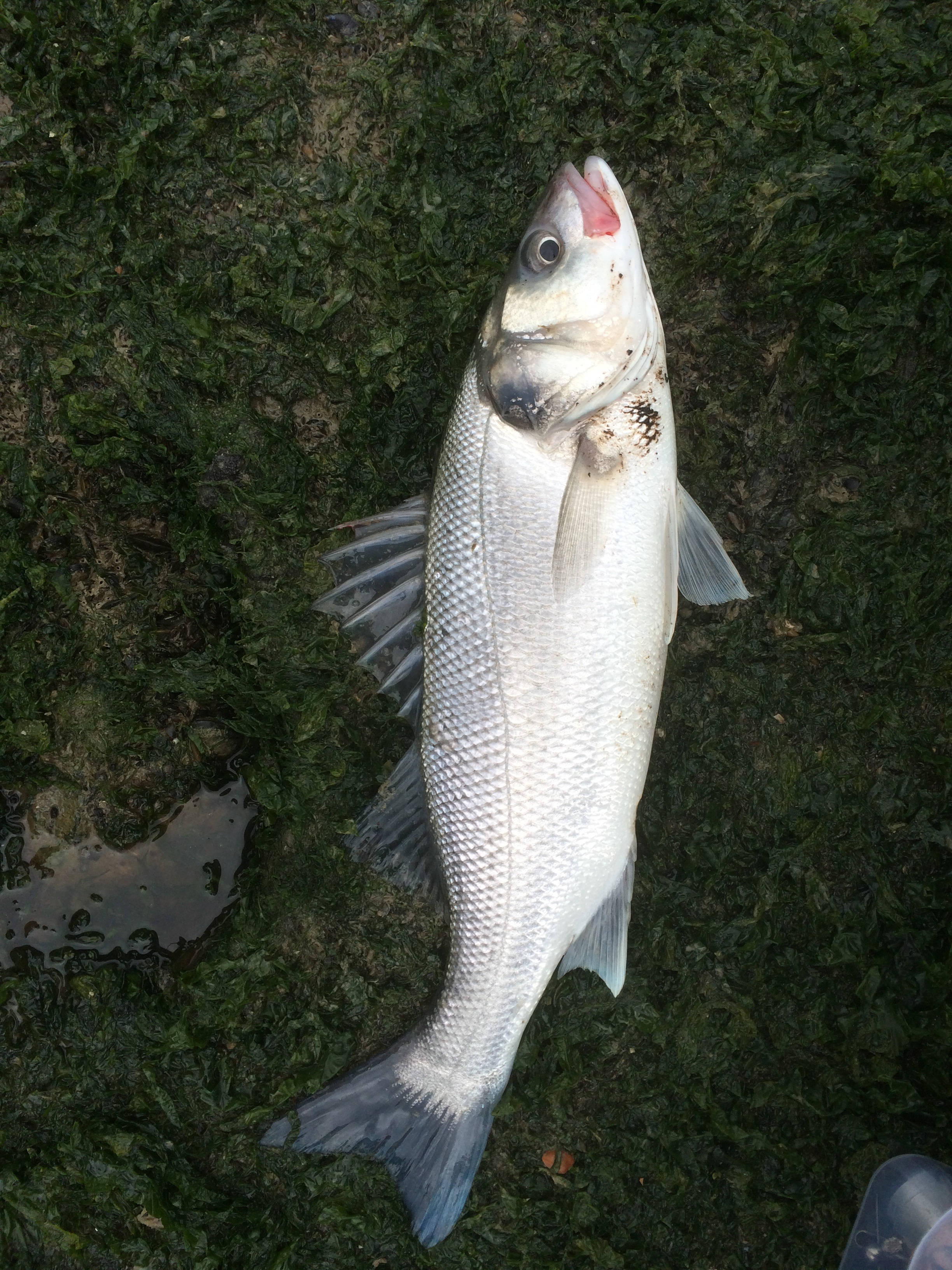 海鰱魚置於地面 壁紙 — 一條剛捕獲的銀色魚躺在潮濕的綠色草地上，張開嘴巴，魚鱗閃閃發光。