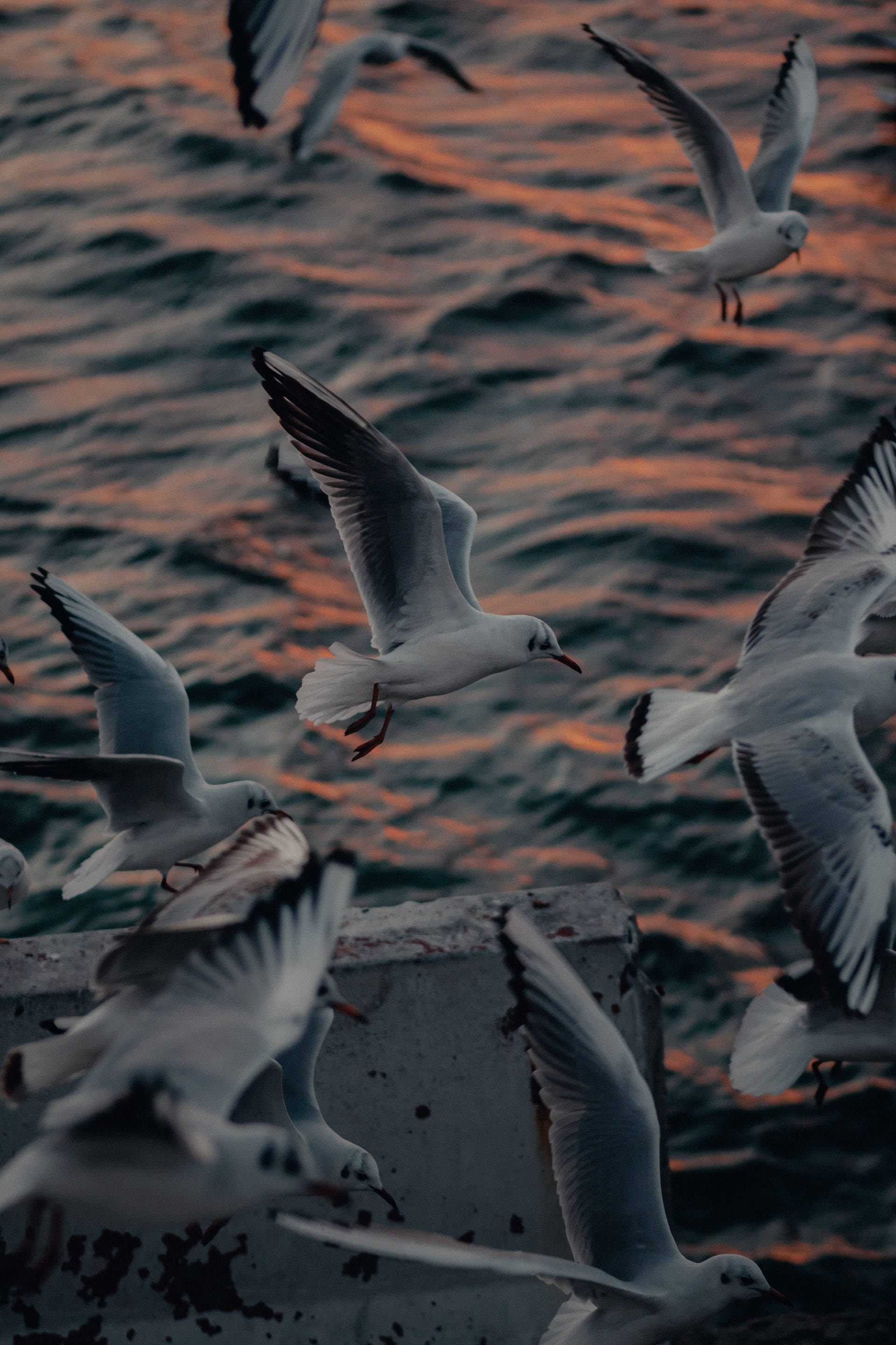 birds 桌布 壁紙 — 海鷗在日落時分在紋理海洋上空翱翔和滑翔，帶有溫暖的橙色和涼爽的藍色色調。
