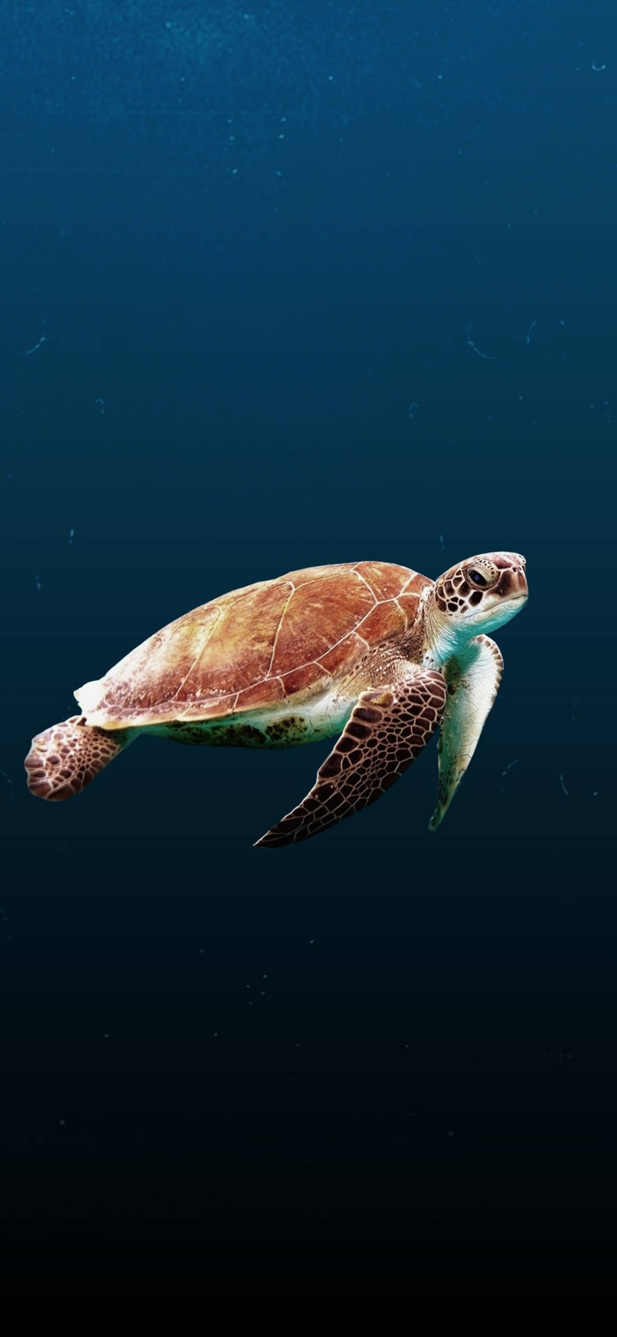 一隻在深藍色海水中游泳的綠海龜。