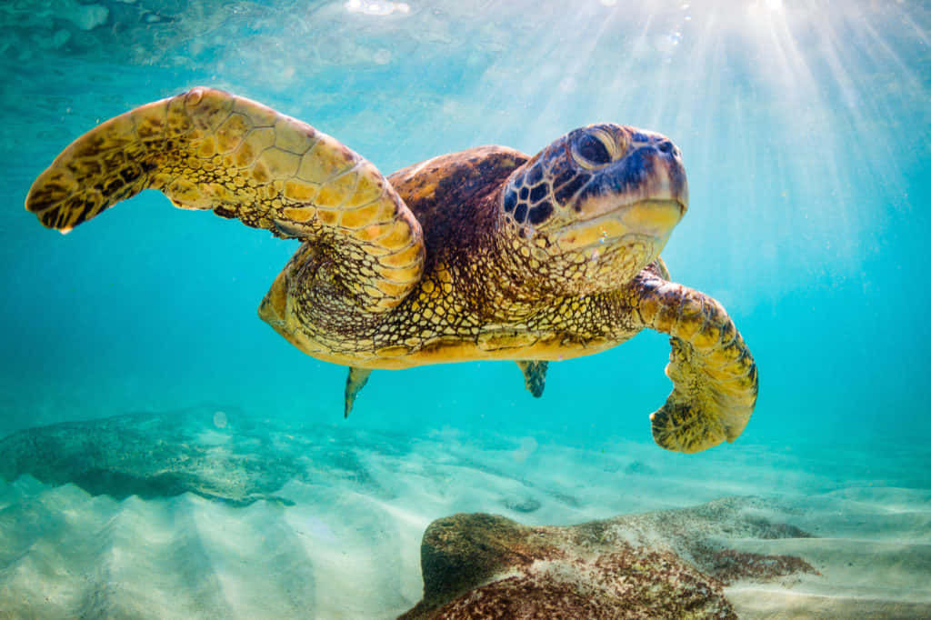 海龜划水唯美圖 壁紙 — 一隻海龜優雅地滑過清澈的碧綠海水，陽光從上方灑落。