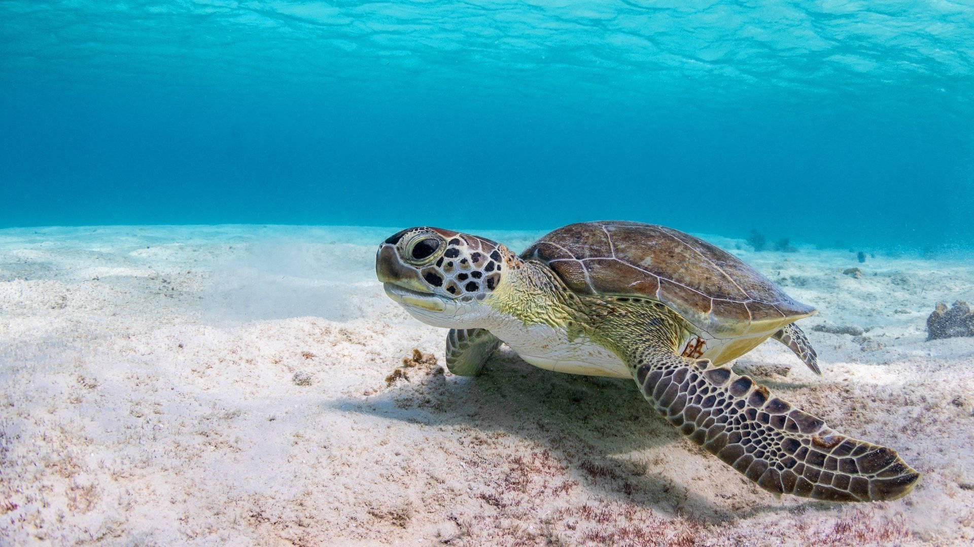 海龜在海底 壁紙 — 一隻綠海龜在清澈碧綠的海水下，優雅地滑過陽光普照的沙質海底。