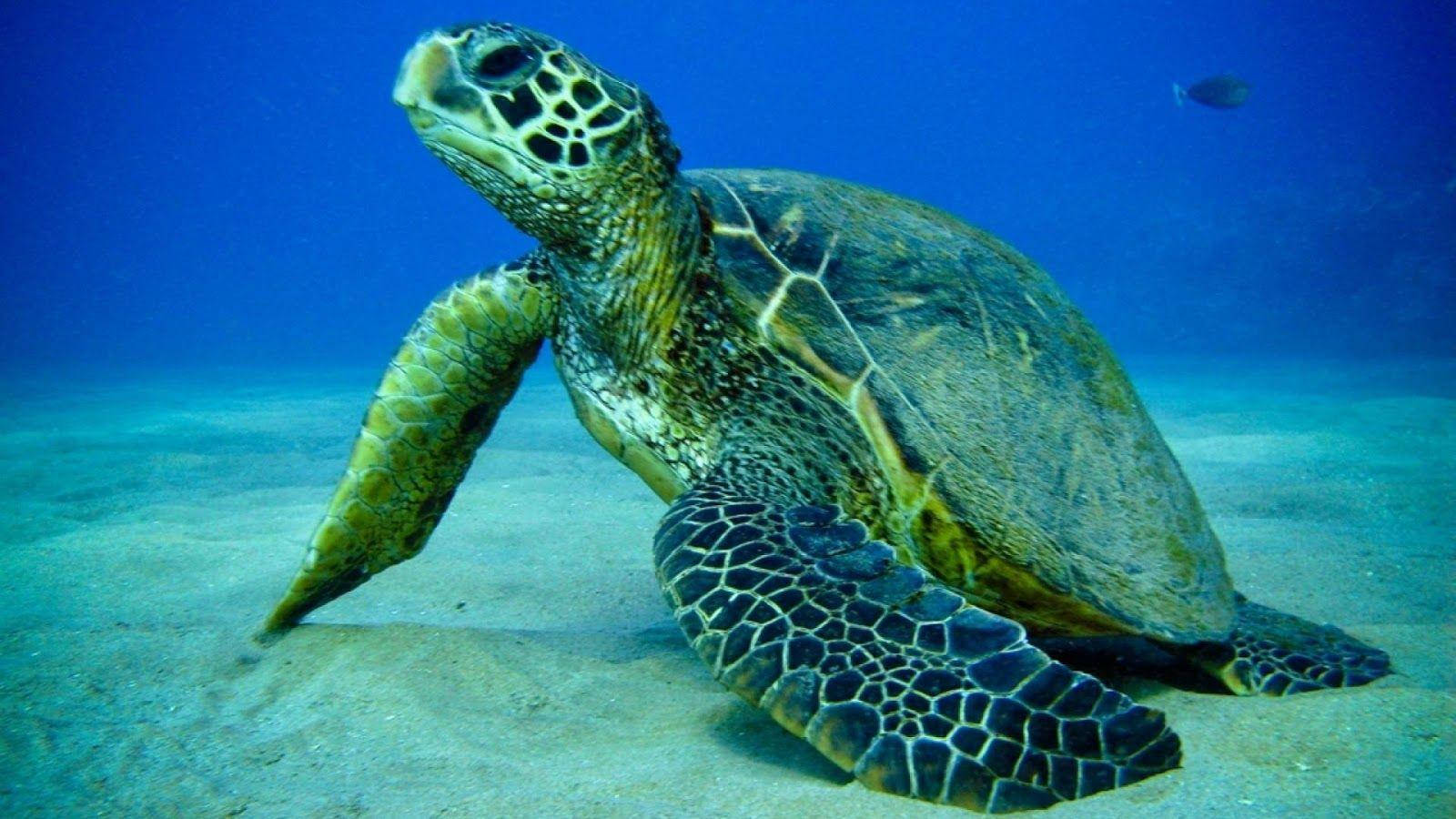 綠海龜在沙質海底休息，附近有小魚。