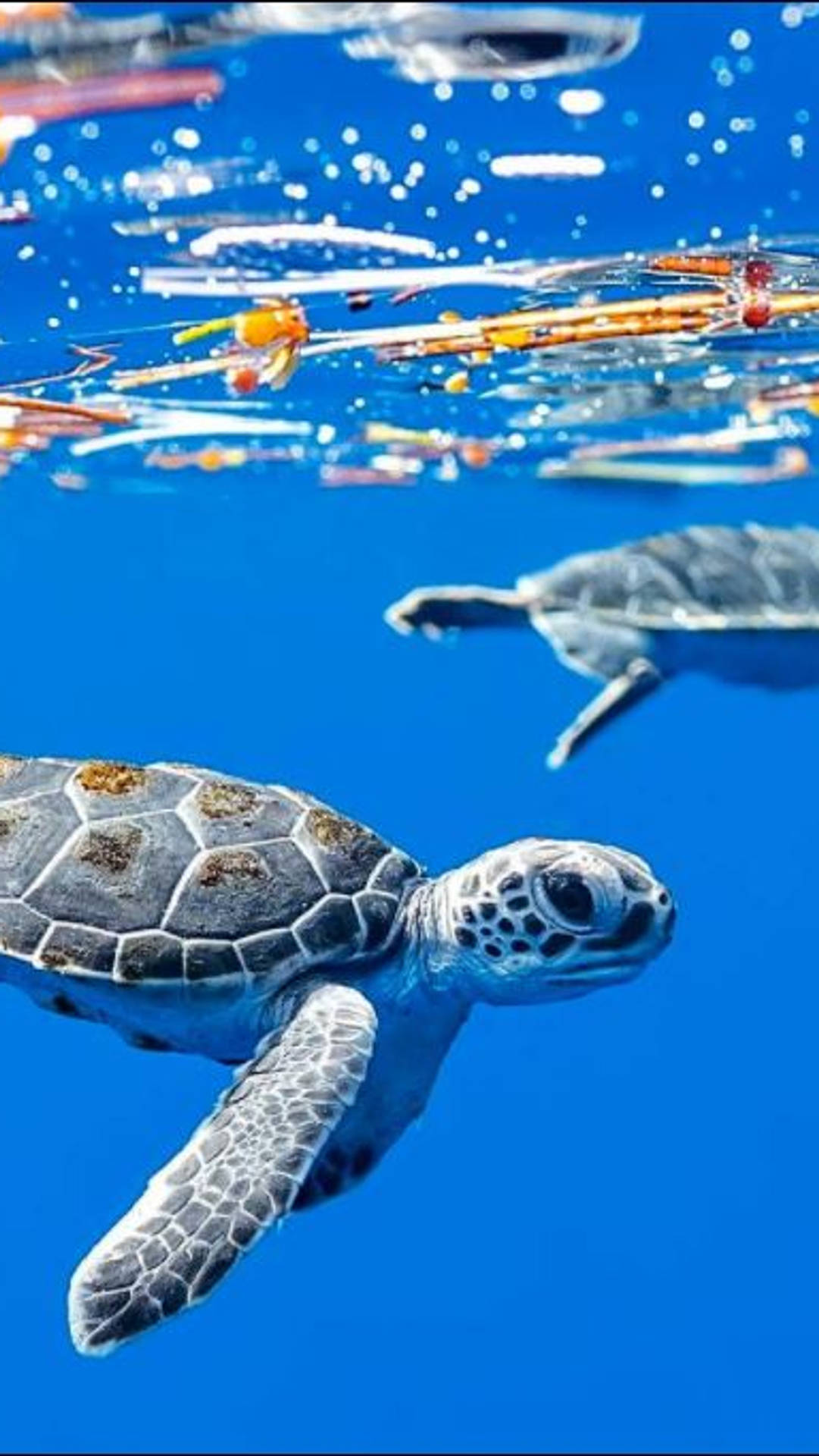 兩隻海龜在清澈的藍色海水中與魚群一起在水面附近游泳。