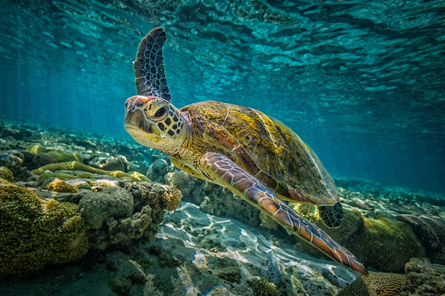 海龜悠遊於海洋 壁紙 — 一隻綠海龜在水晶般清澈的碧綠海水下，優雅地滑過陽光照耀的珊瑚礁。