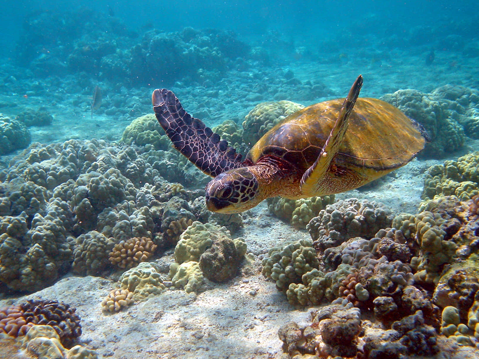 海龜拍翅圖 壁紙 — 一隻綠海龜在清澈的碧綠海水下，優雅地滑過充滿活力的珊瑚礁。