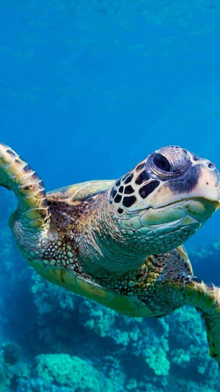 一隻綠海龜在清澈的藍色海水中靠近珊瑚礁游泳。