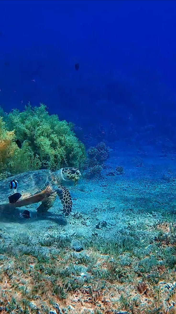 海龜潛水圖 壁紙 — 一隻海龜在清澈的藍色海水下優雅地滑過充滿活力的珊瑚礁。
