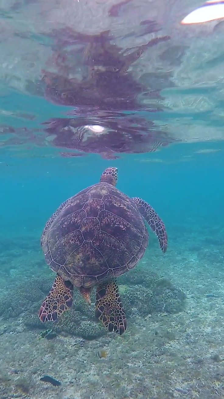 海龜潛水海底圖 壁紙 — 一隻海龜在清澈碧綠的海水下，優雅地滑過陽光普照的珊瑚礁。