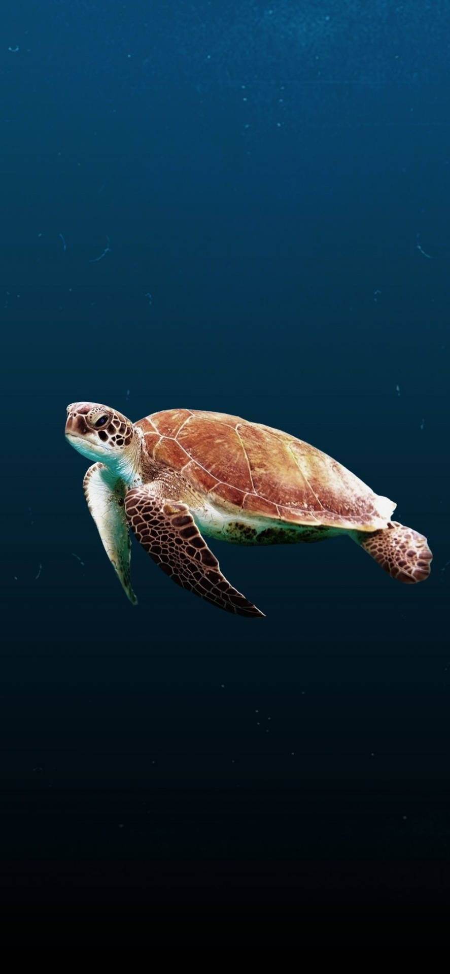 海龜在深藍色海洋中游泳