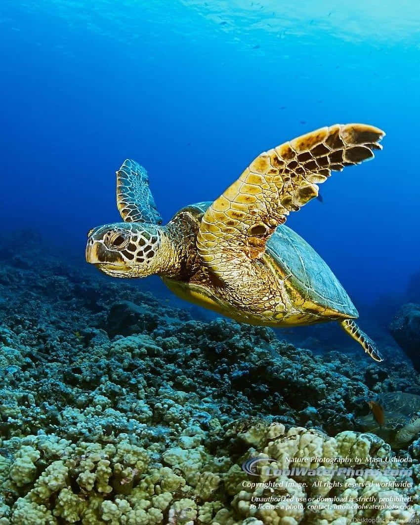 綠海龜在藍色海洋的珊瑚礁上游泳