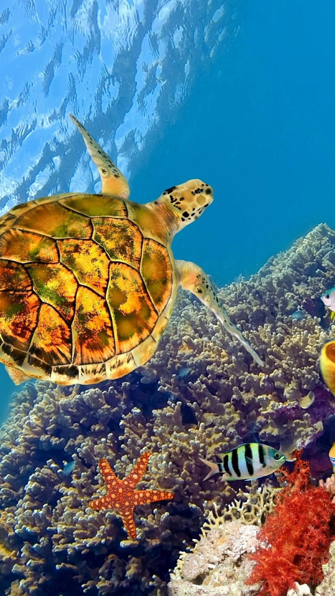 海龜喺珊瑚礁附近同魚同海星一齊游水