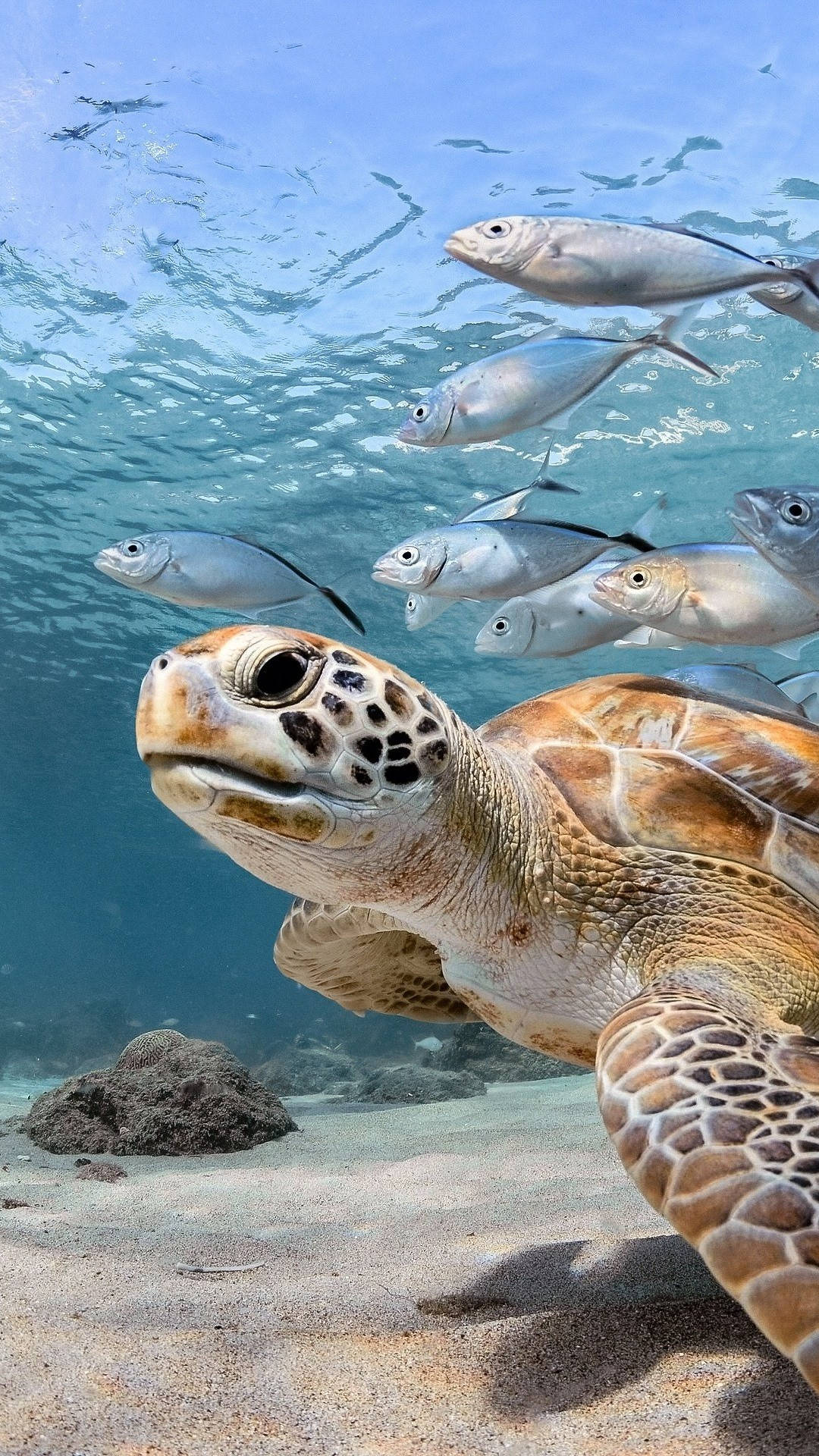 海龜在沙底附近游泳，上方有銀色魚群