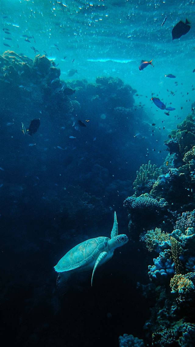 海龜在珊瑚礁附近與色彩繽紛的魚類一起游泳