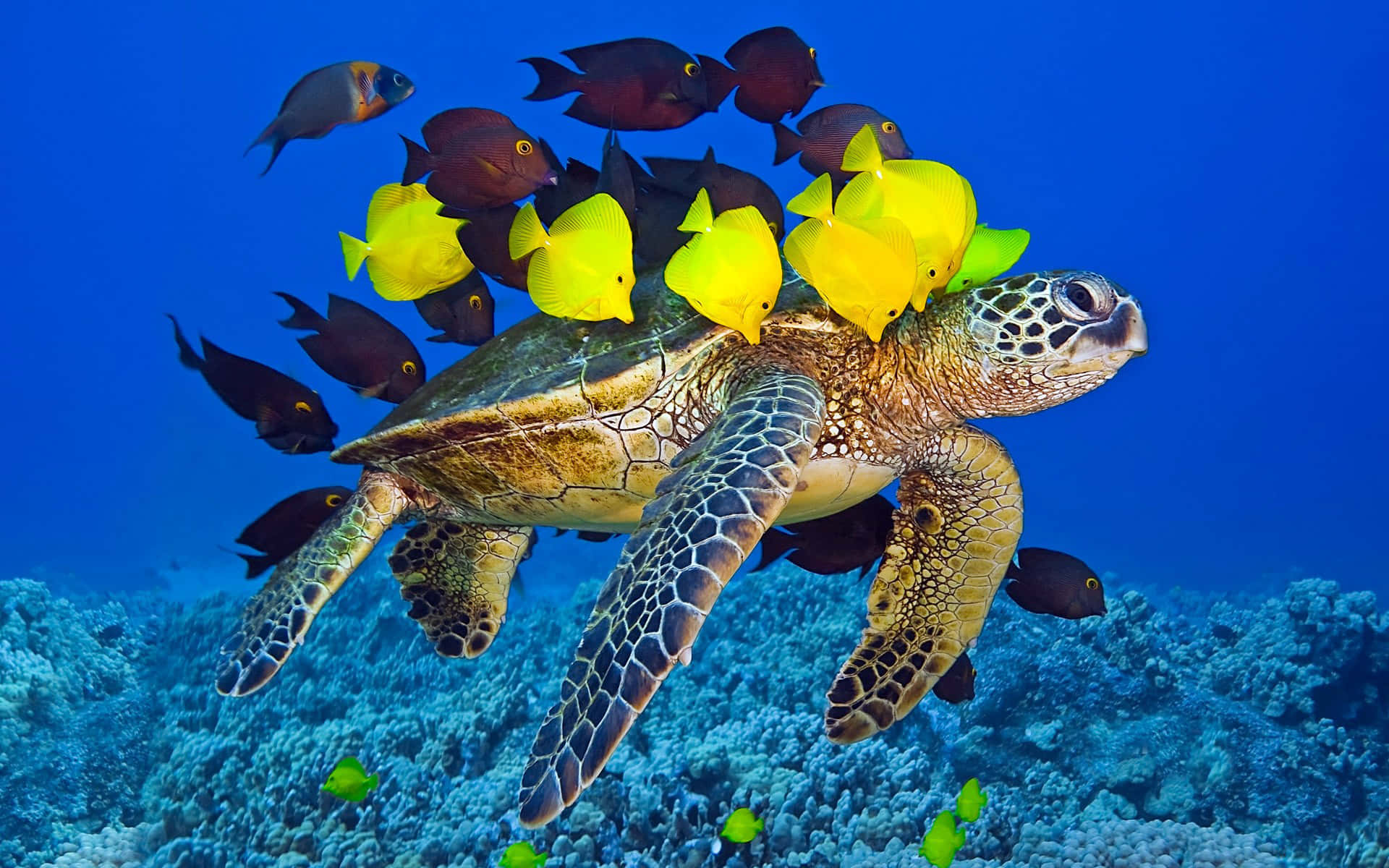 海龜與魚群照片 壁紙 — 一隻海龜在色彩繽紛的藍色海水中優雅地滑行，周圍是一群亮黃色和深色的魚群，在珊瑚礁上方。