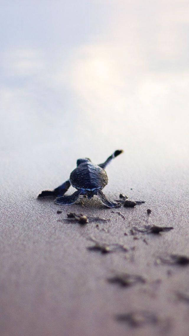 小海龜在黎明時分從沙灘爬向海洋。