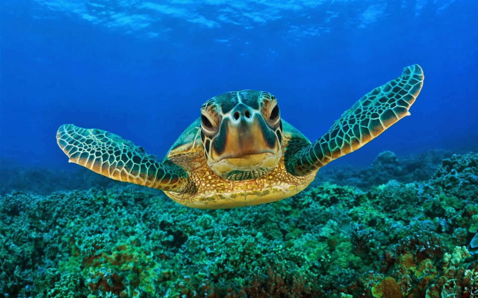 海龜遊過珊瑚礁 壁紙 — 一隻綠海龜在清澈的藍色海水下優雅地滑過充滿活力的珊瑚礁。