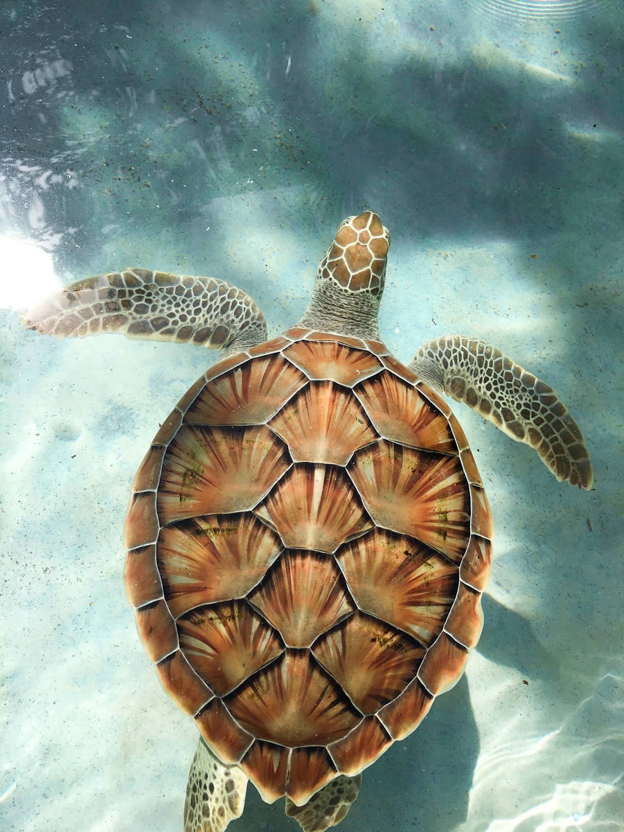 海龜高角度拍攝 壁紙 — 一隻海龜在水底優雅地滑行，陽光透過上方清澈的藍色海水照射下來。