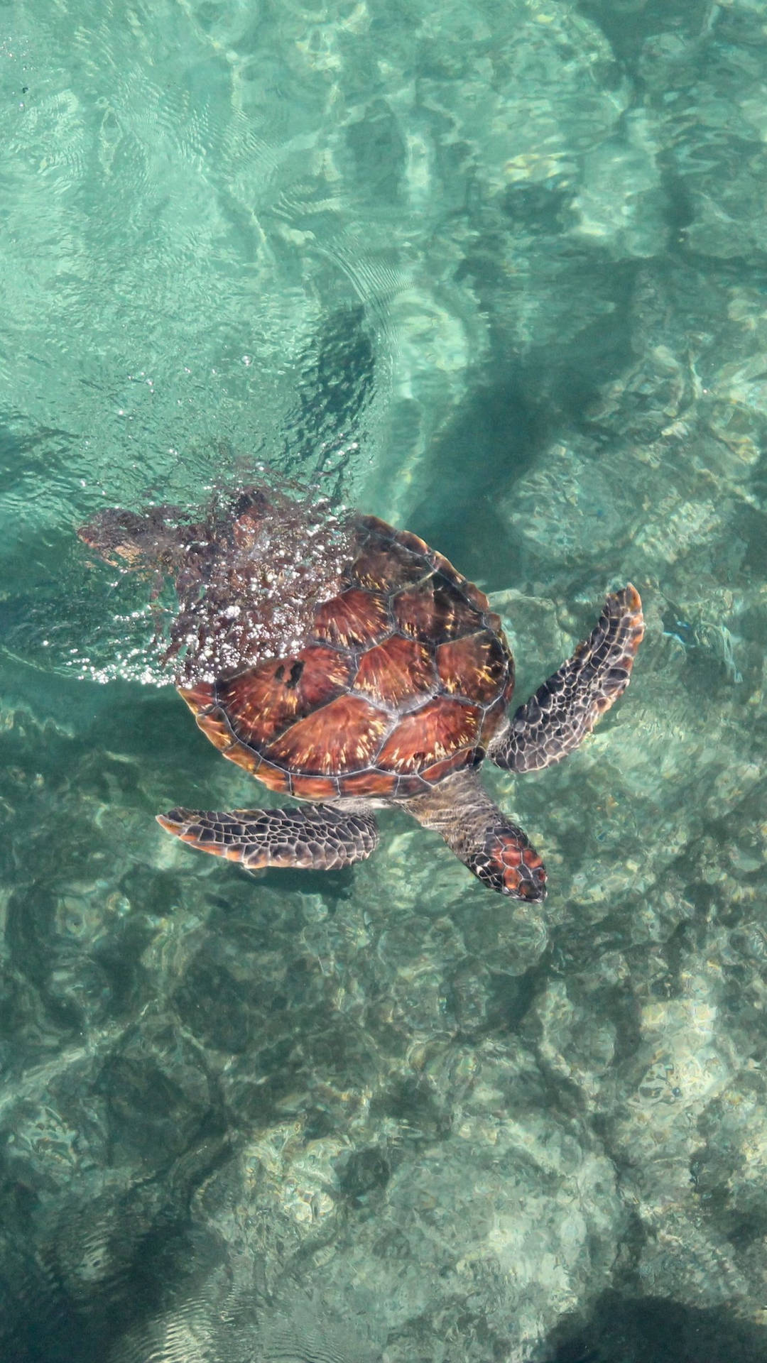 海龜在清澈碧綠的海水中於岩石海床上方游泳。