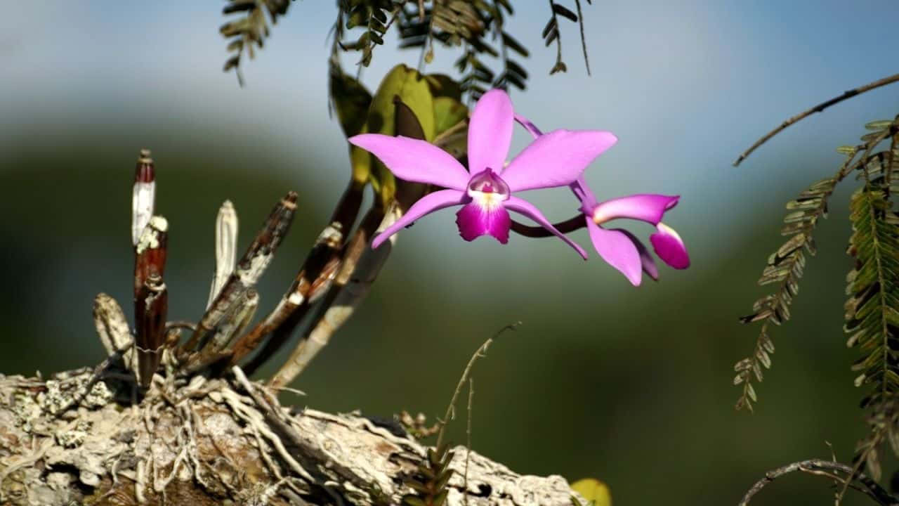 在森林樹枝上生長的紫色蘭花。