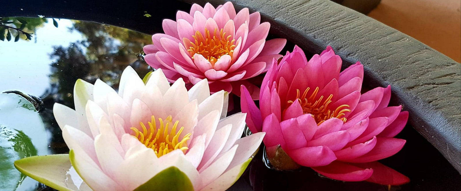 淡水百合植物的寧靜之美 壁紙 — 三朵鮮豔的睡蓮，粉紅色、白色和洋紅色，在平靜的深色水面上優雅地綻放，旁邊是石頭邊緣。