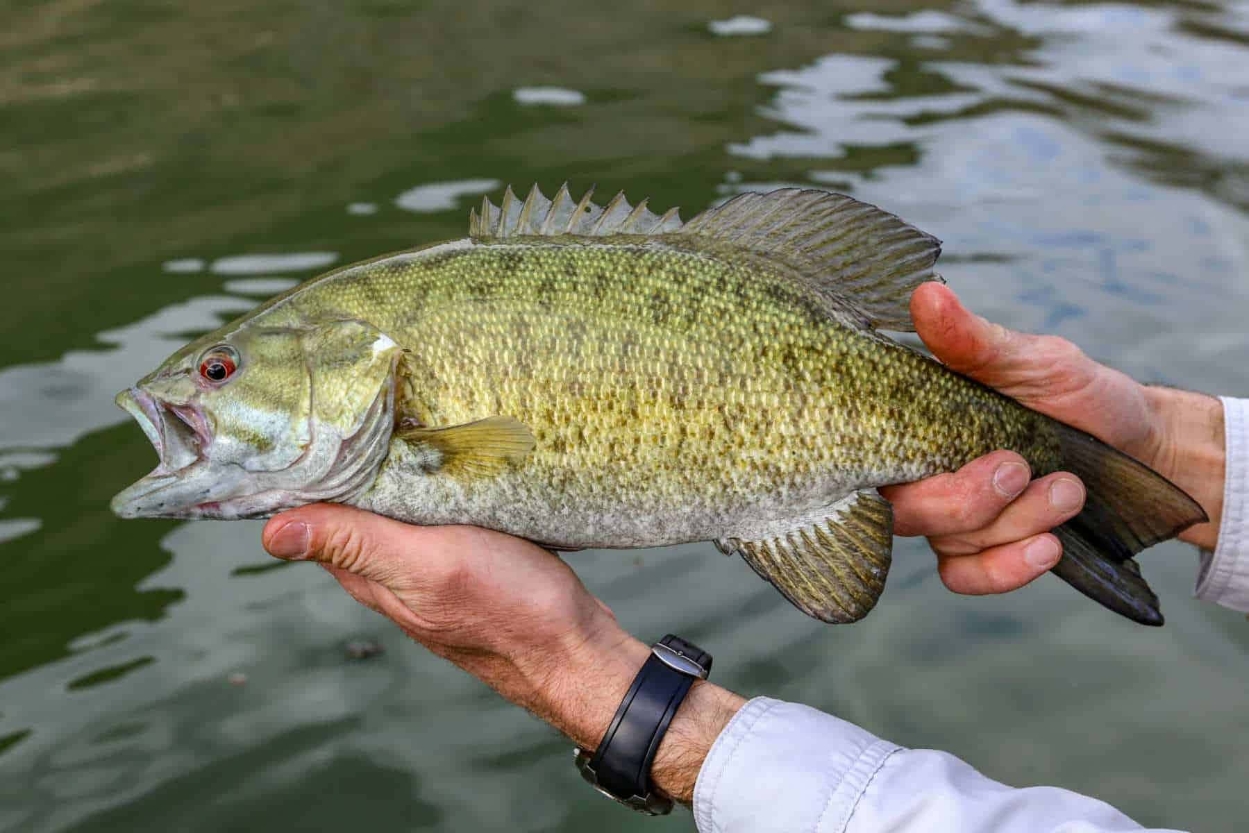 釣魚者將剛捕獲嘅鱸魚舉起喺水面上