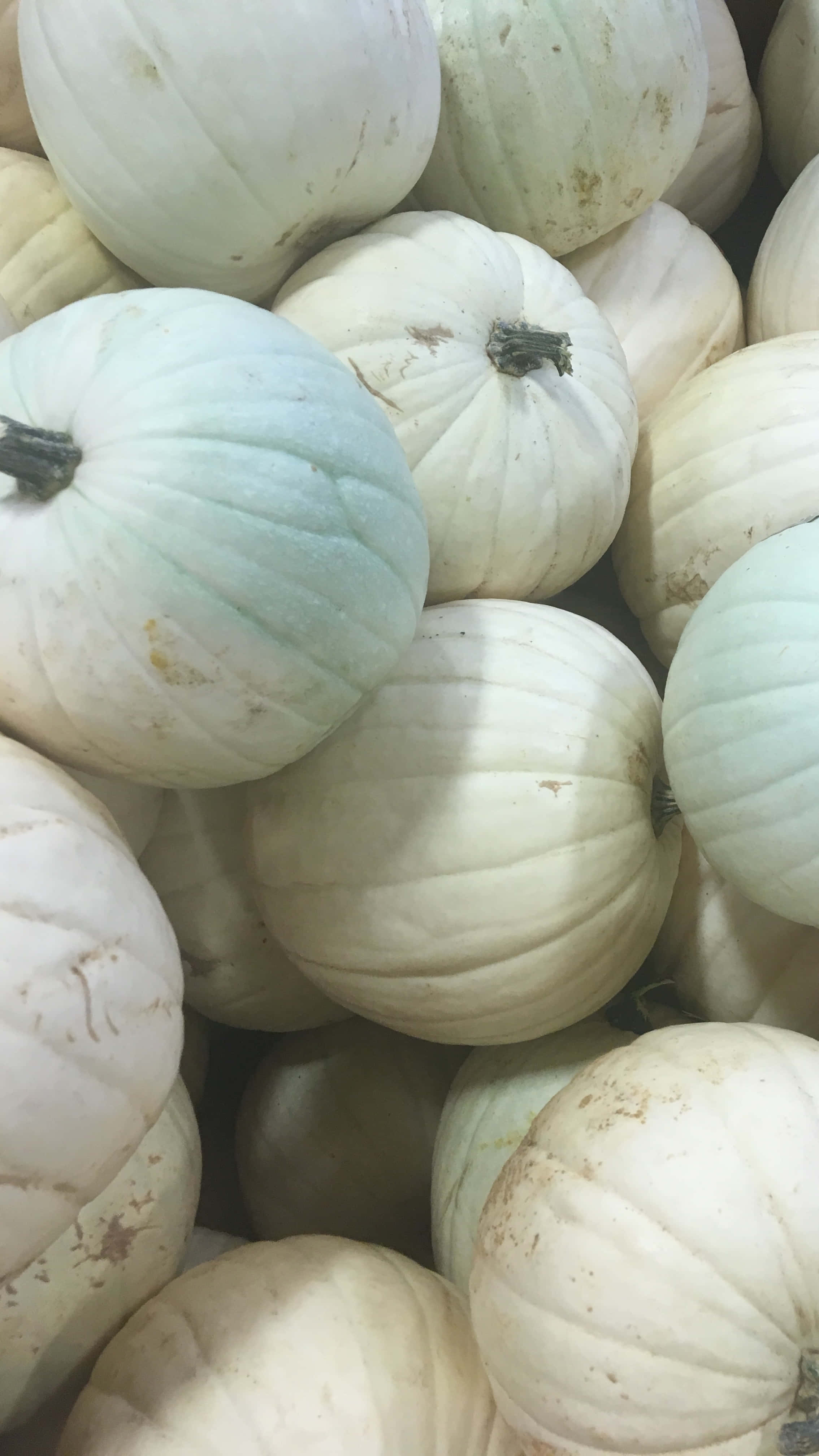 Autumn Bounty 桌布 壁紙 — 淡白色南瓜的近距離特寫，帶有微妙的綠色調和紋理脊線堆疊在一起。