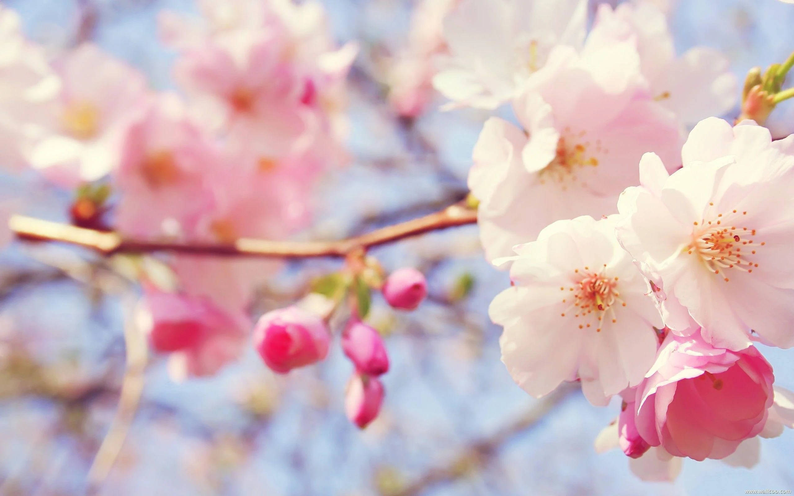 淡粉春季花朵 壁紙 — 柔和的粉紅色櫻花在樹枝上盛開，映襯著明亮的藍天和柔和的散景背景。