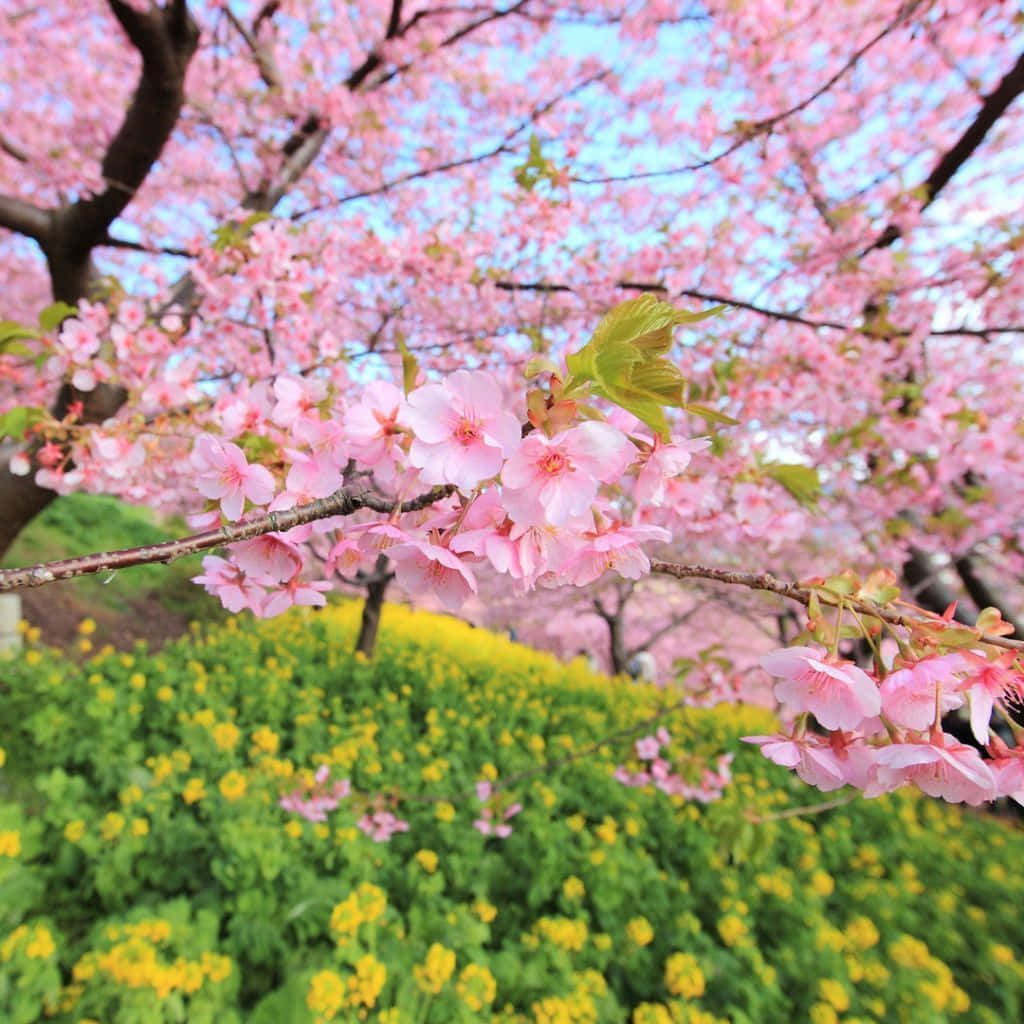 粉紅色的櫻花在藍天下盛開於黃色花田之上。 — 春季桌面壁紙 壁紙