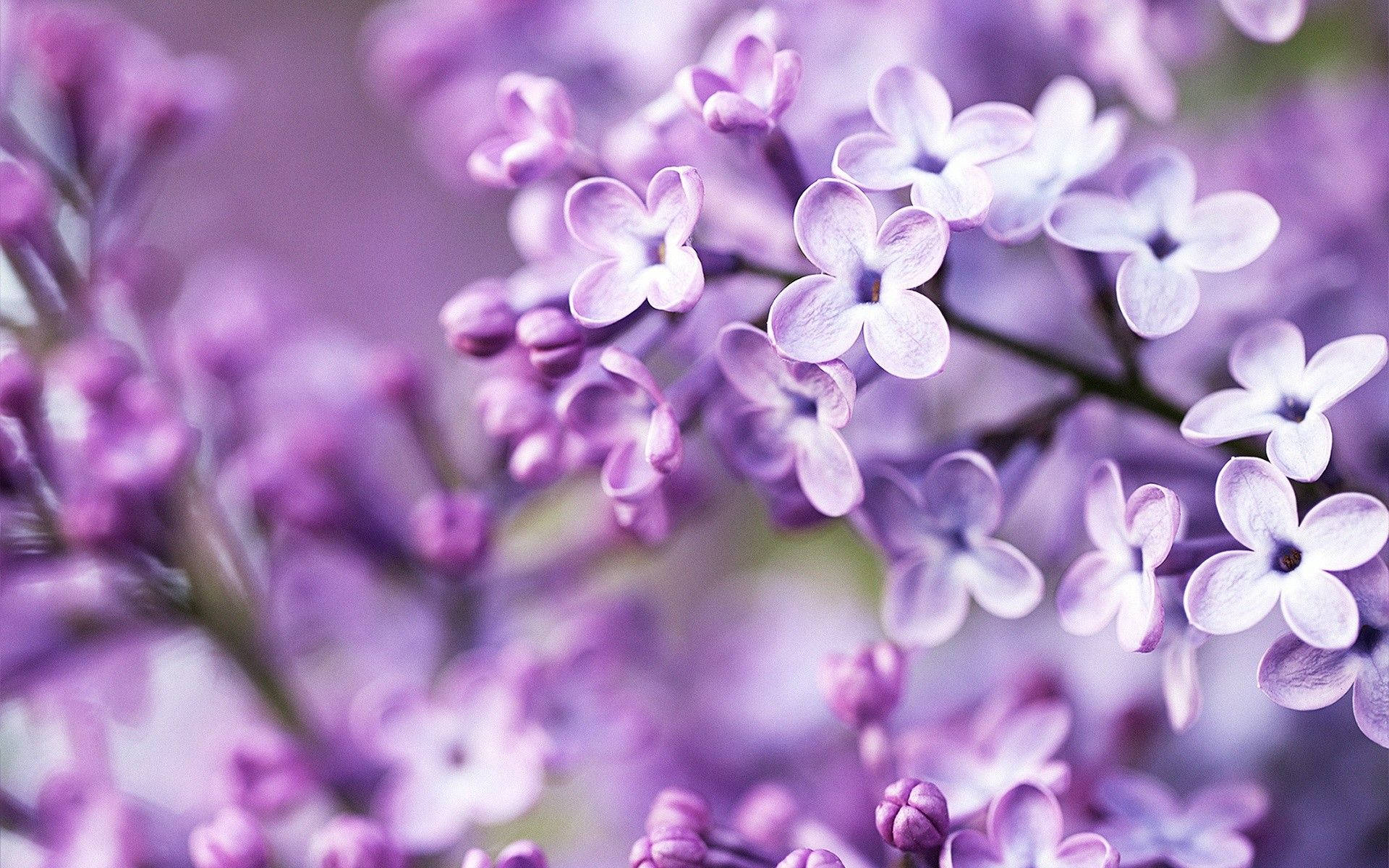 淡紫色丁香花叢 壁紙 — 柔焦特寫，細膩的紫色丁香花，柔和光線突顯花瓣。