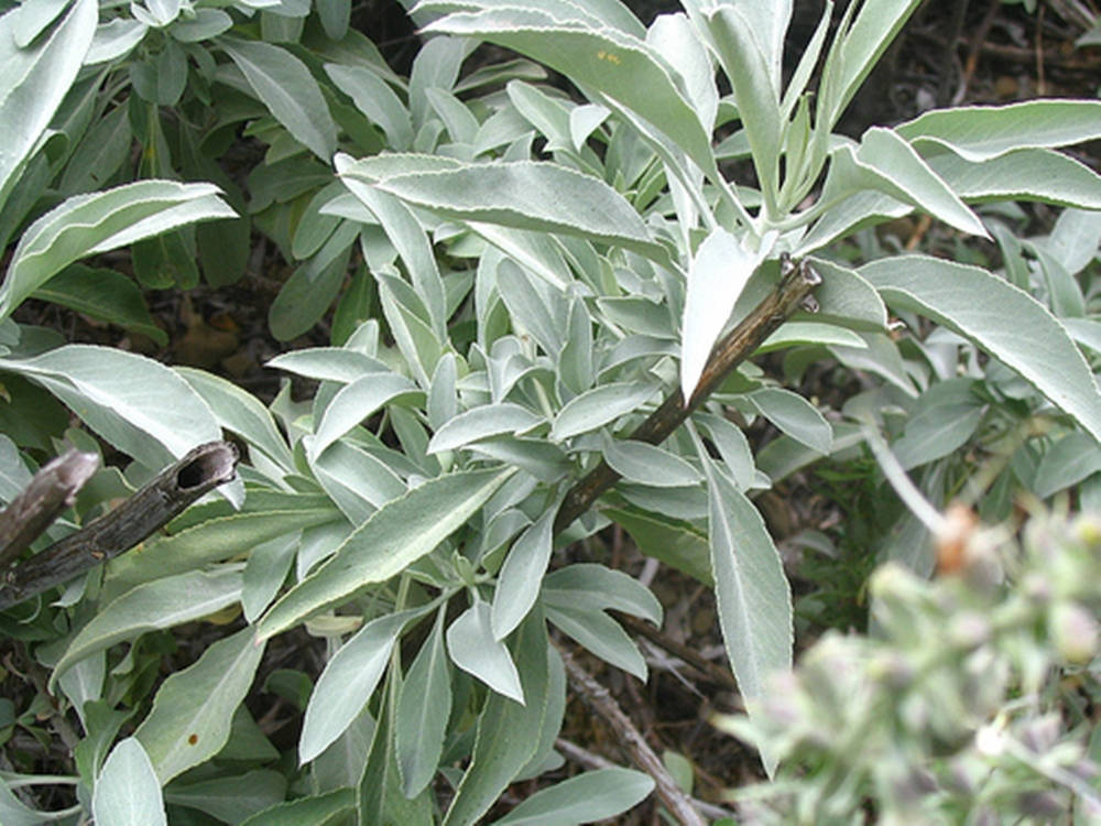 淡綠 sage 植物 壁紙 — 銀綠色山艾葉的特寫，帶有紋理的莖和柔和自然光。