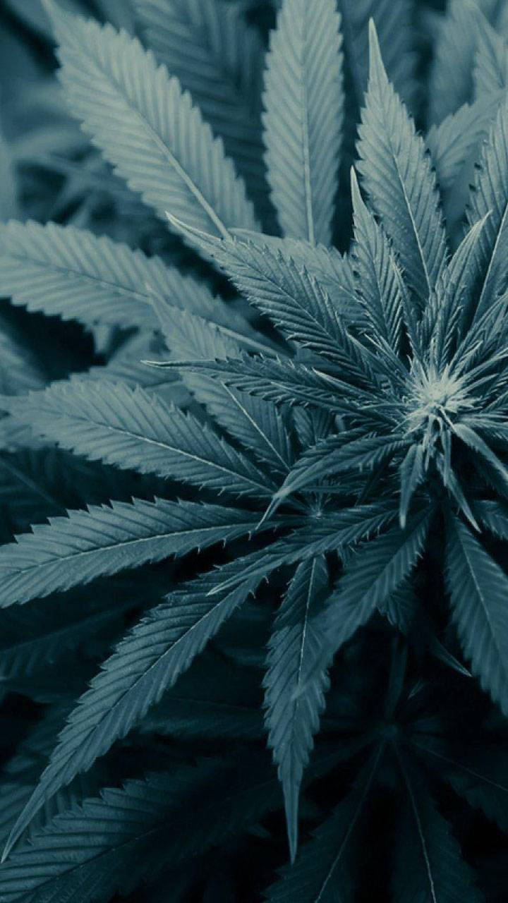 大麻植物特寫，鋸齒狀葉片，冷藍色調。