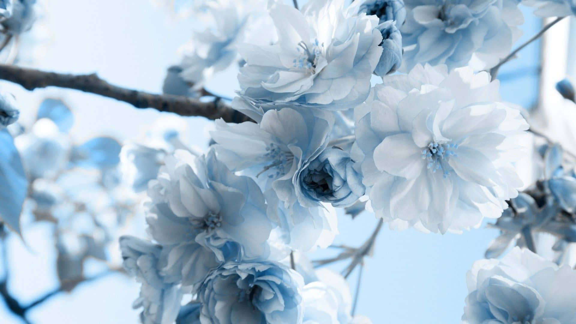 White Flowers 桌布 壁紙 — 淡藍色的櫻花在明亮的天空下柔和綻放，前景有模糊的樹枝。