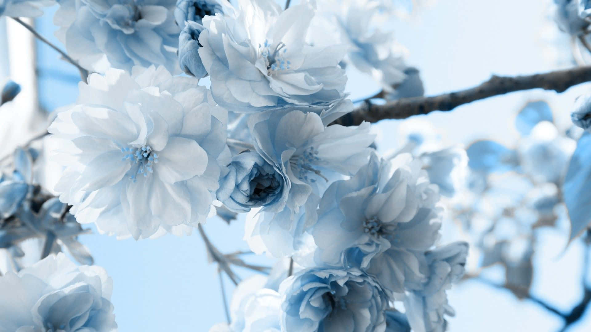 Winter Flowers 桌布 壁紙 — 淡藍色調的櫻花在明亮的天空和模糊的樹枝間柔和綻放。