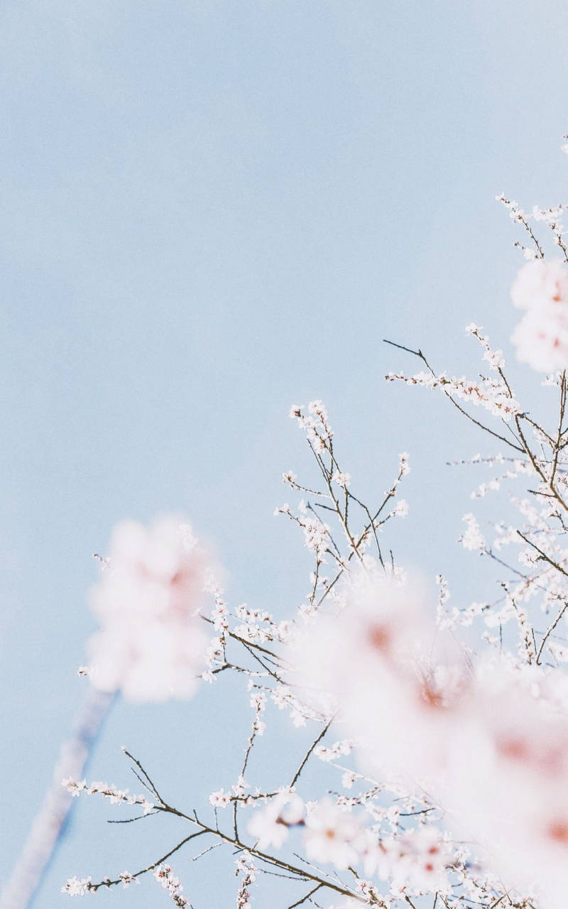 淡雅風櫻花天空 壁紙 — 柔和的粉紅櫻花在清澈的淡藍色天空中綻放，呈現溫柔的春日景象。