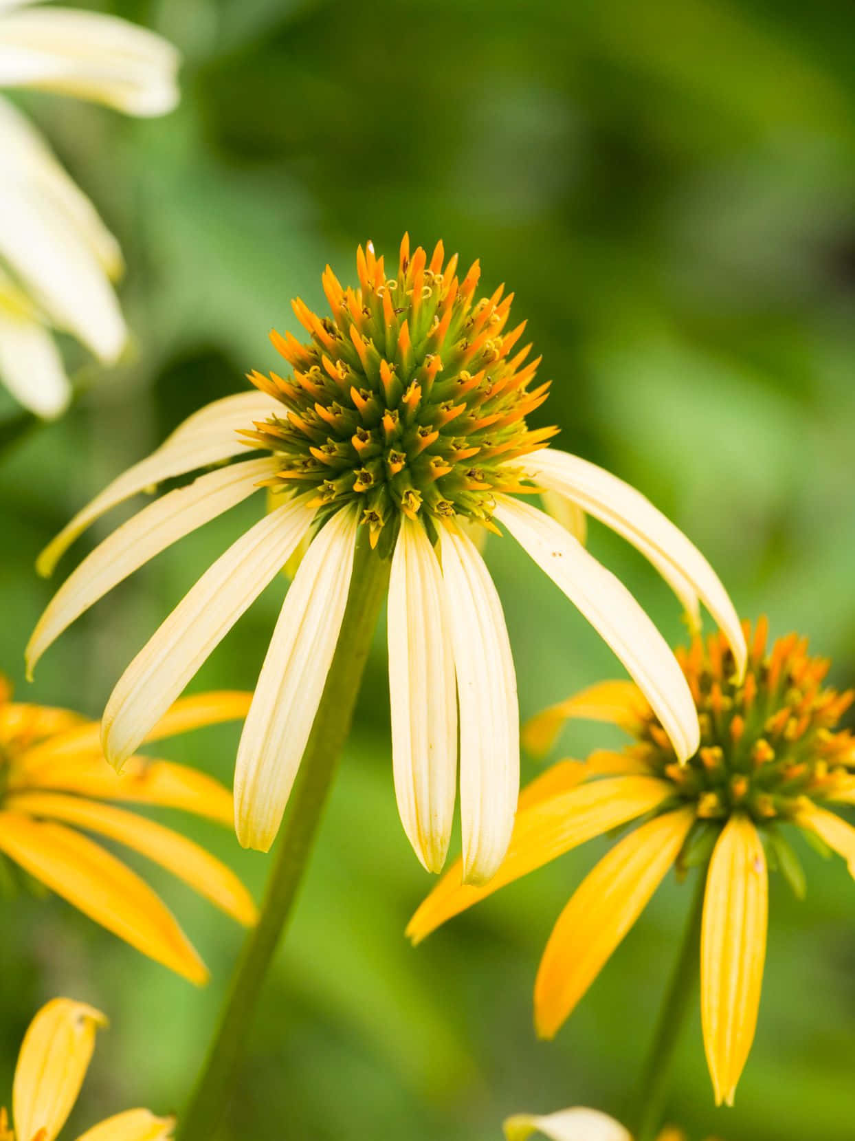 Yellow Coneflower 桌布 壁紙 — 淡黃色金光菊的近距離特寫，橙色中心花朵，背景為柔和的綠色模糊效果。