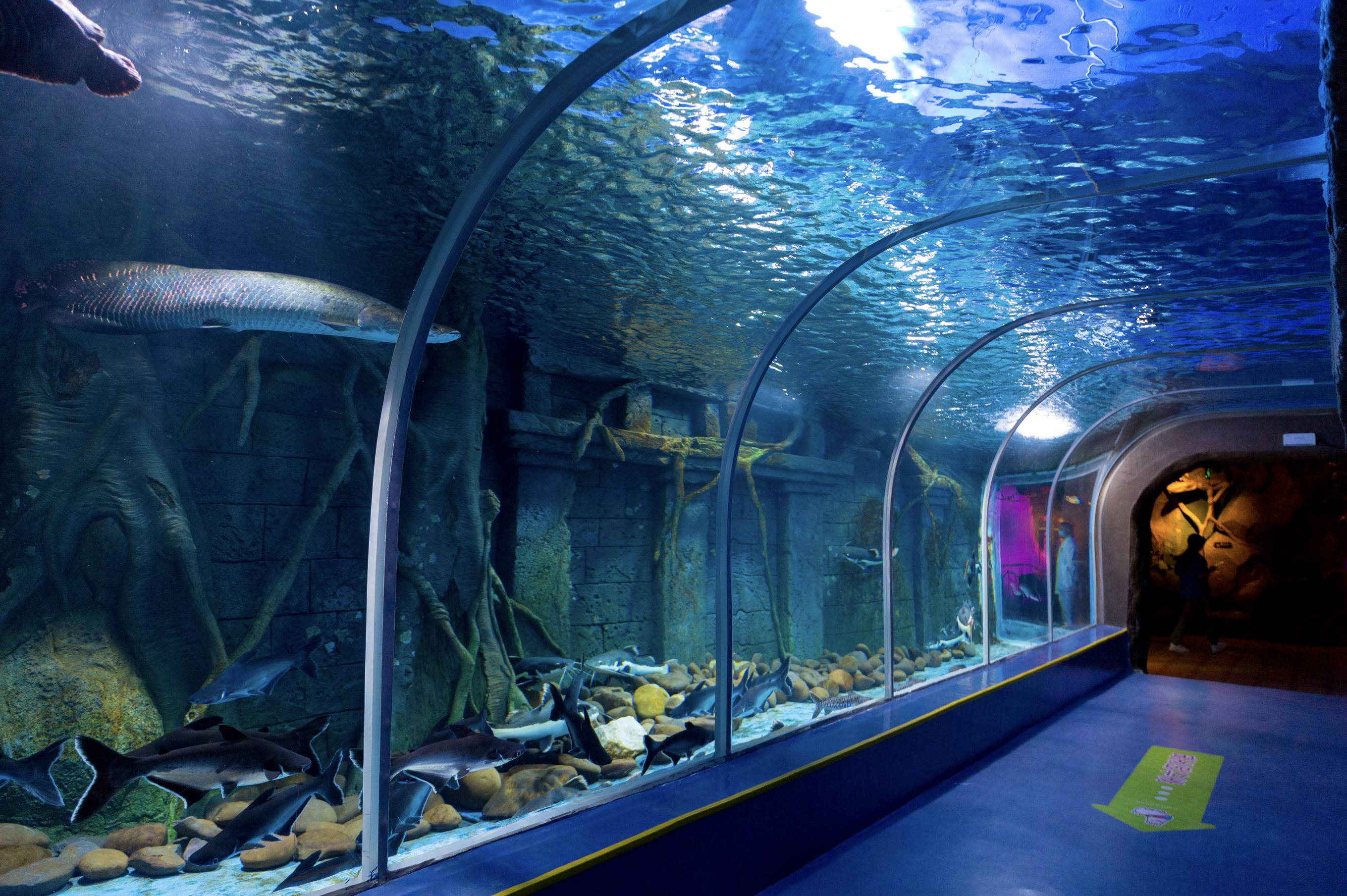 深圳夢幻水族館 壁紙 — 水下彎曲玻璃隧道揭示鯊魚和沐浴在藍光中的古代遺跡。