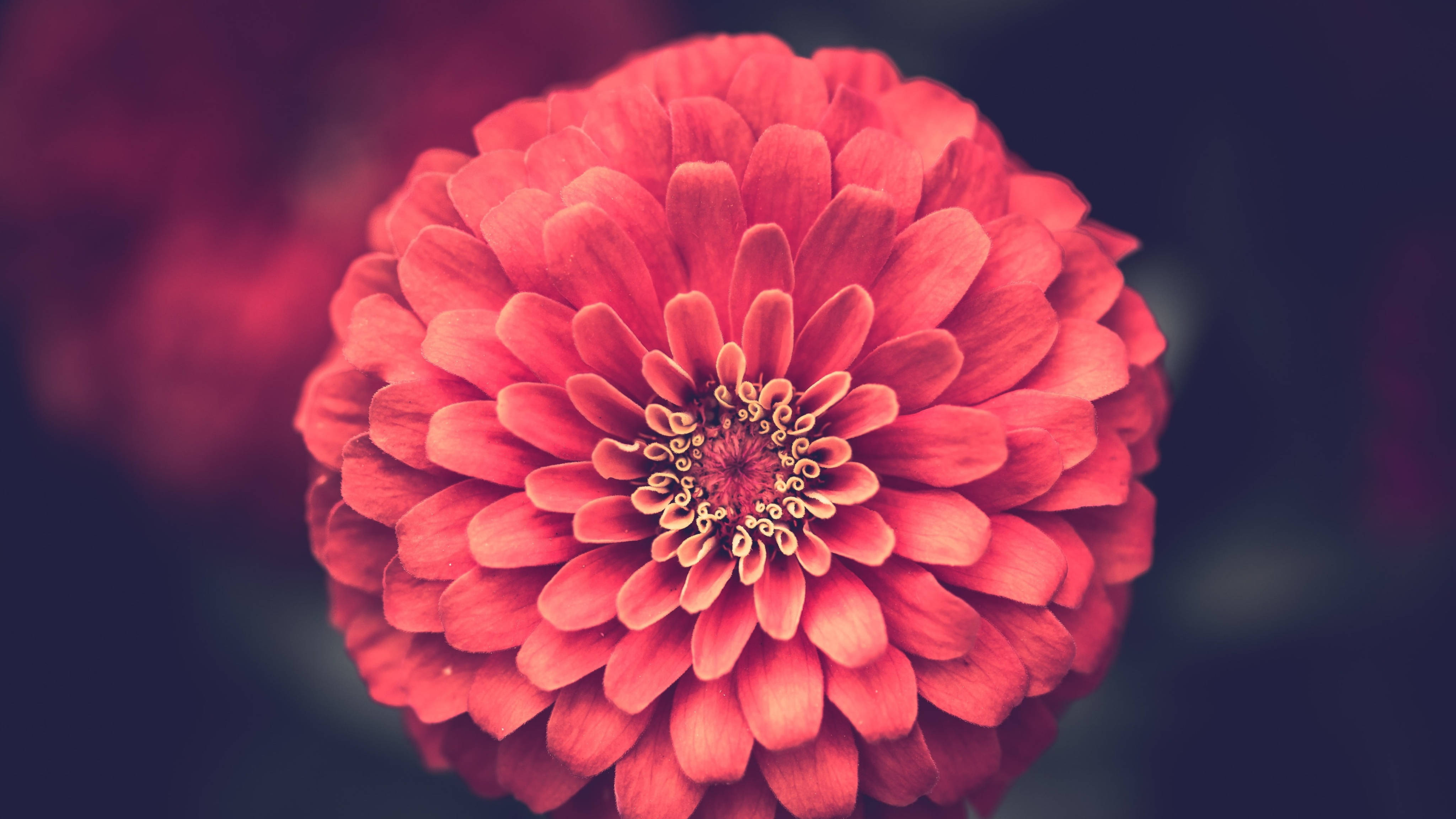 深桃色百日草 4K 壁紙 — 一朵鮮紅色的百日菊，焦點清晰，花瓣柔和模糊，背景深色。