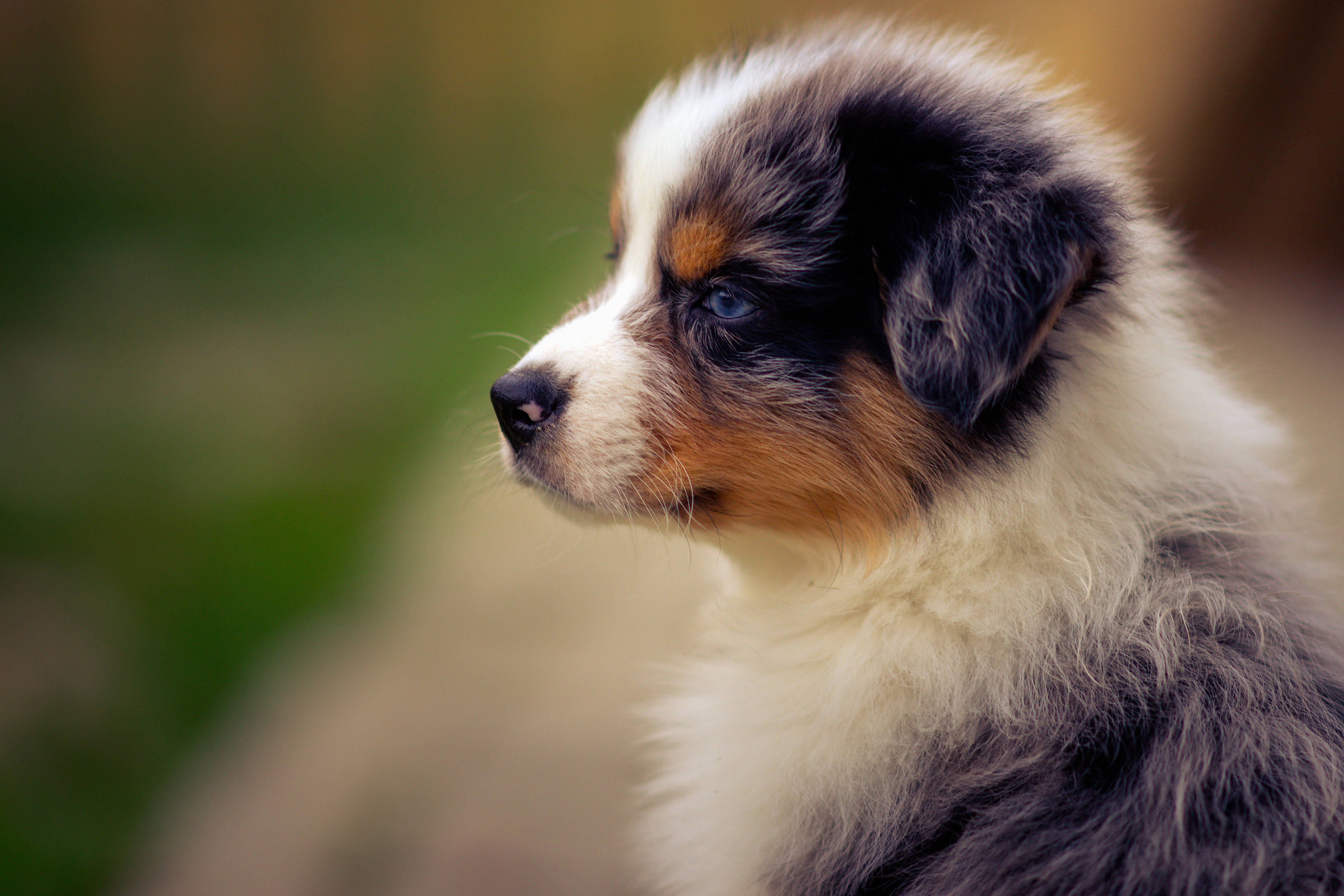 深棕色澳洲牧羊犬幼犬 壁紙 — 一隻毛茸茸的藍眼澳洲牧羊犬幼犬的特寫，在柔和的模糊綠色背景下若有所思地凝視。
