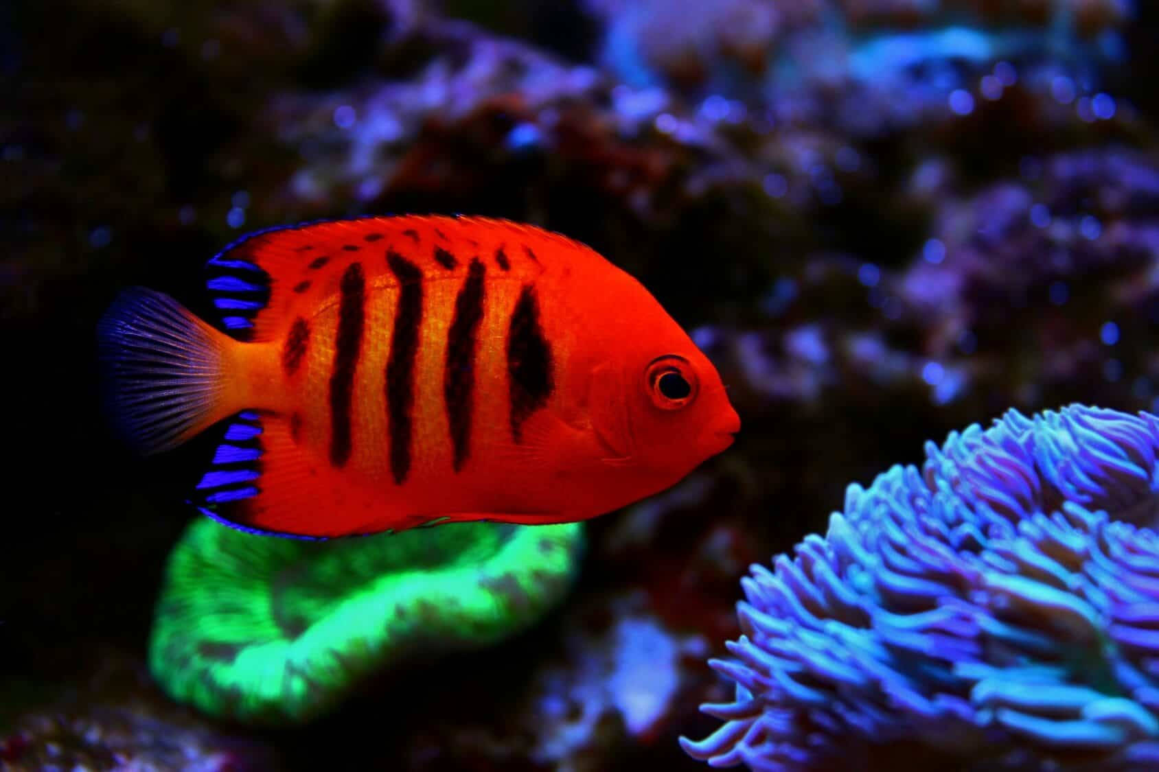 深橙色涼魚 壁紙 — 色彩繽紛的水底場景中，一條帶有黑色條紋的鮮豔橙色神仙魚在發光的藍色和綠色珊瑚附近游動。