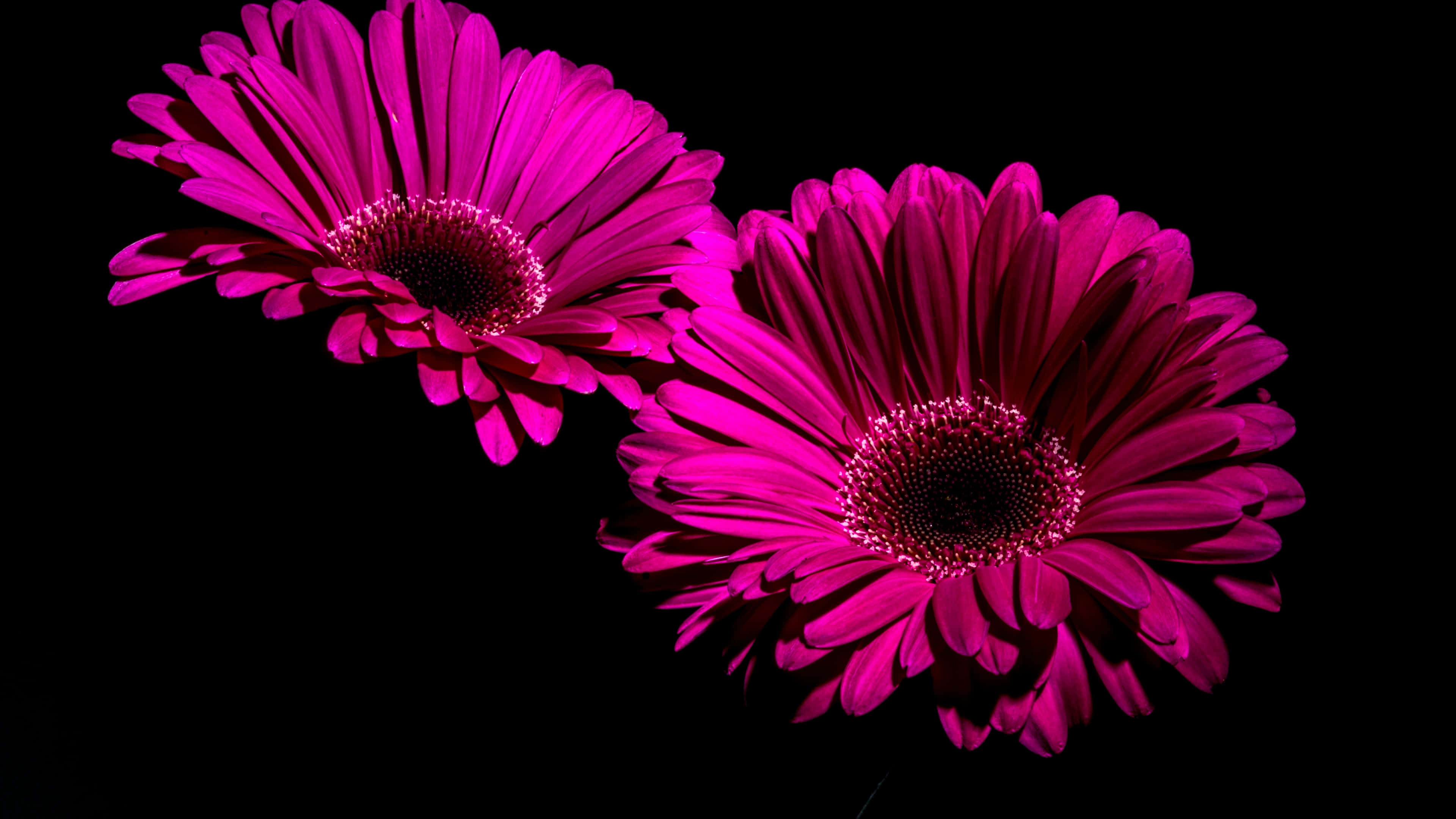 深洋紅非洲菊 4K 花卉背景 壁紙 — 兩朵鮮豔的洋紅色非洲菊雛菊在純黑色背景上綻放，花心閃閃發光。