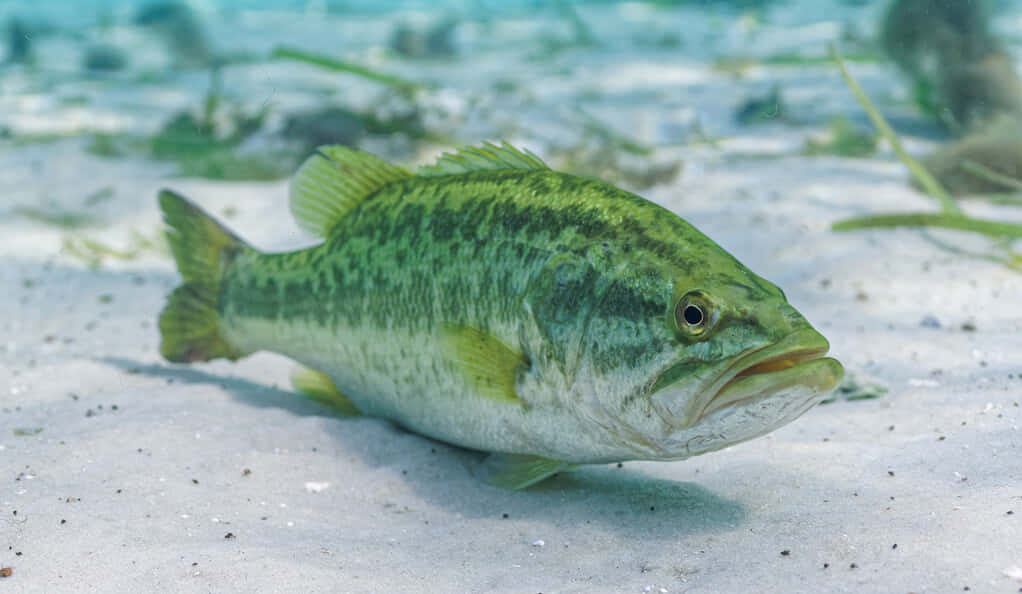 綠色鱸魚躺在沙質海床上與海草