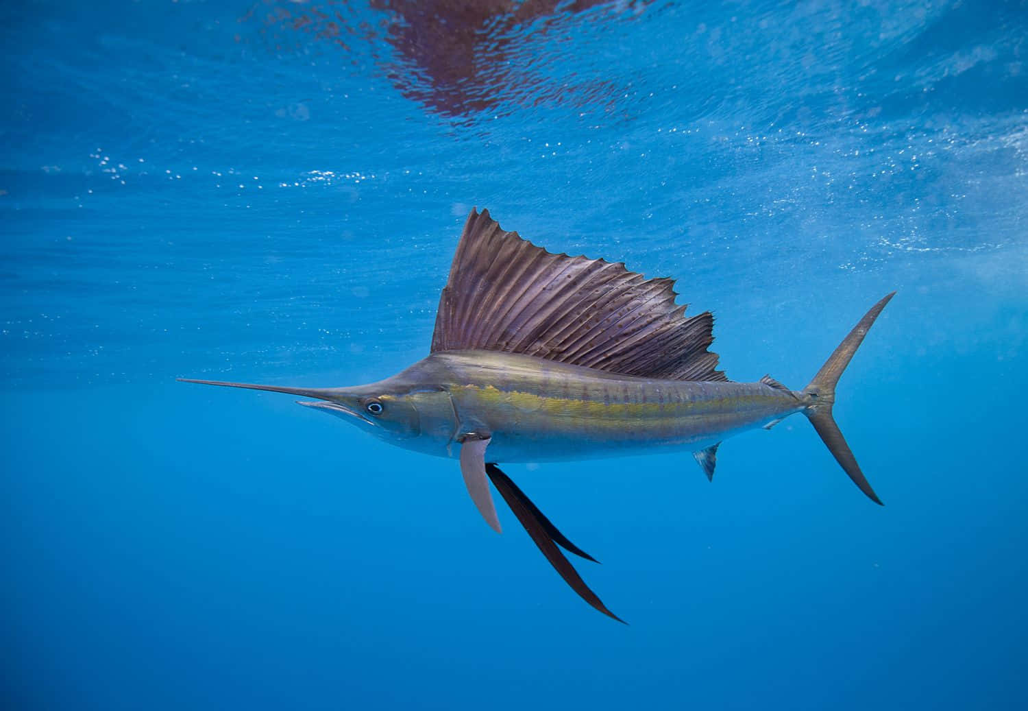 深海中發光的章魚 壁紙 — 一條旗魚優雅地滑過清澈的藍色海水，其巨大的背鰭完全展開。