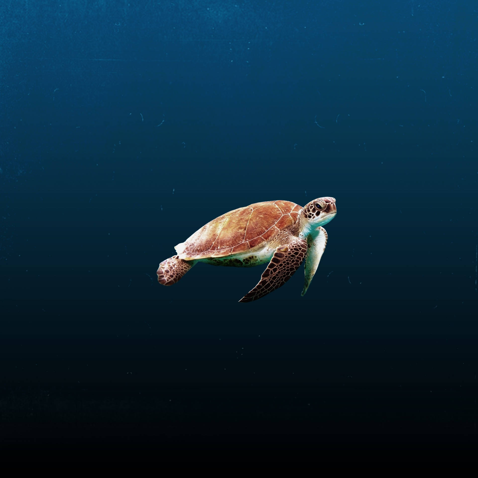 深海中的海龜 壁紙 — 一隻綠海龜在深藍色的海水中優雅地滑行，陽光從上方穿透而下。