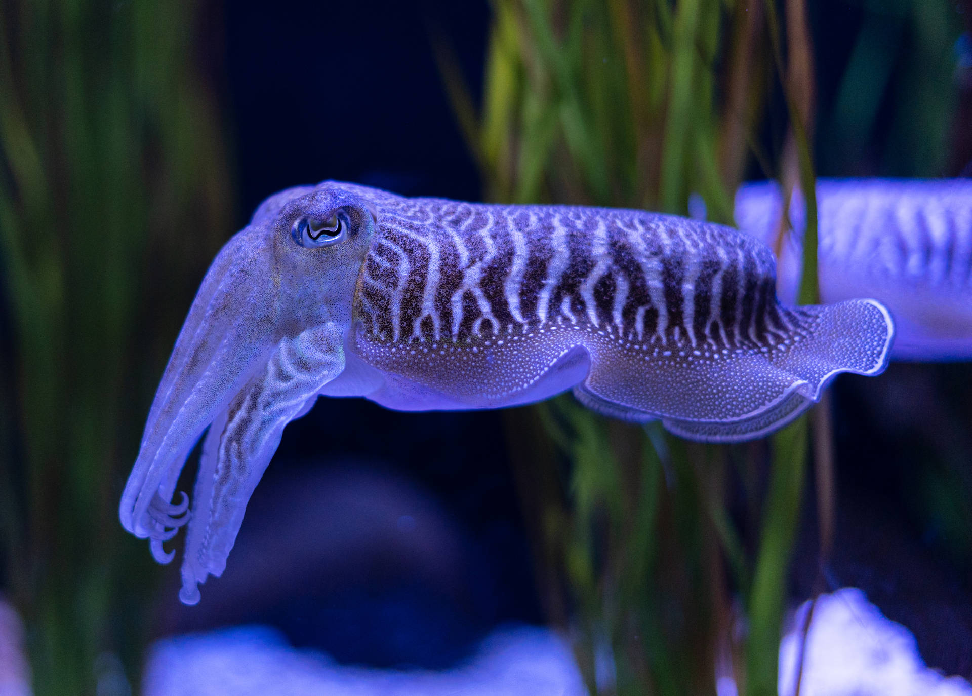 一條紫色墨魚在一個有綠色植物的水族箱中游泳。
