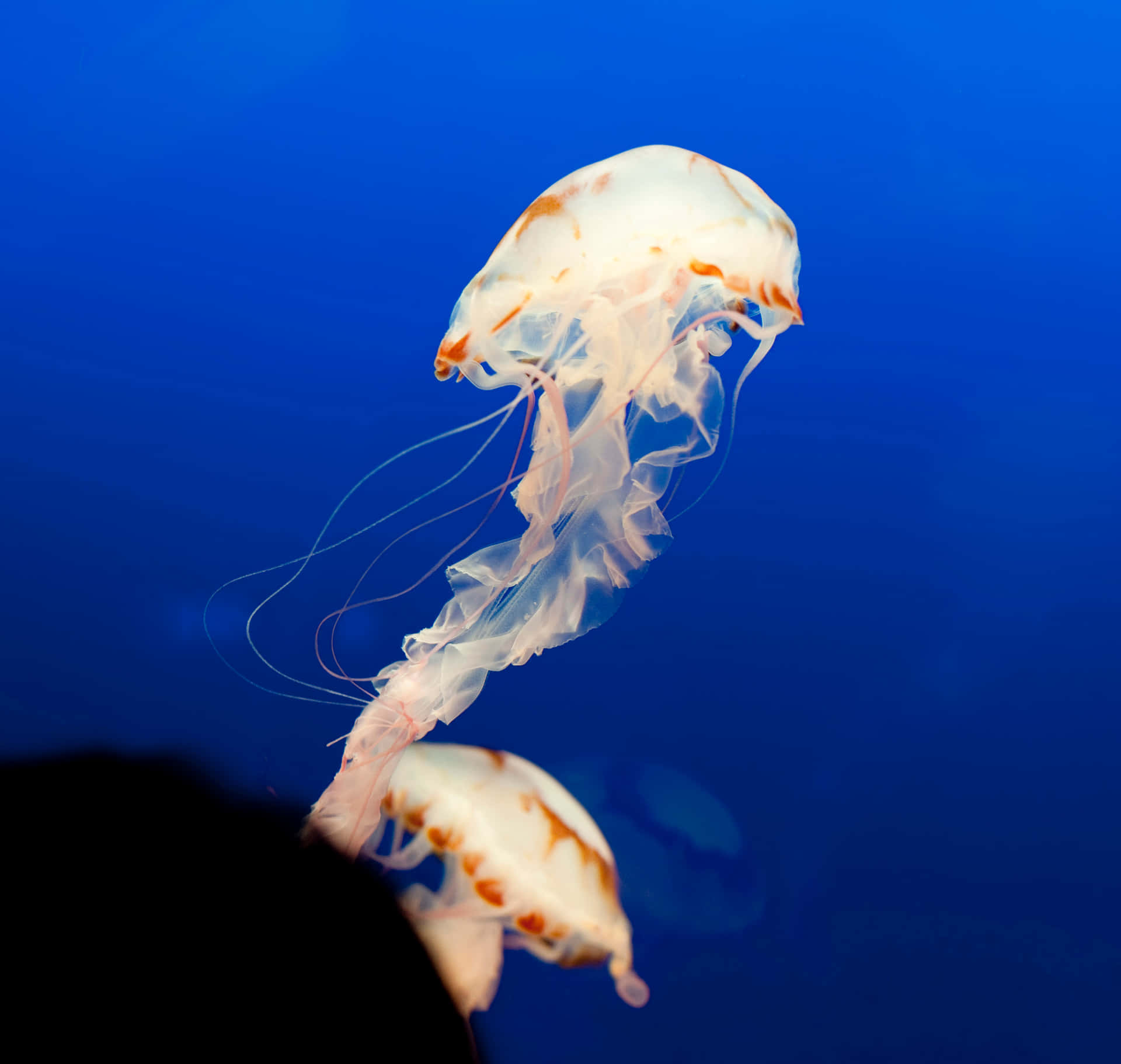 兩隻發光的水母在深藍色海水中漂浮。